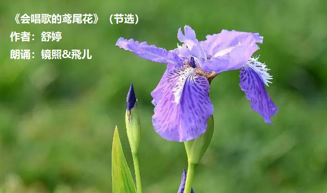 《会唱歌的鸢尾花》(节选)作者:舒婷朗诵:镜照&飞儿