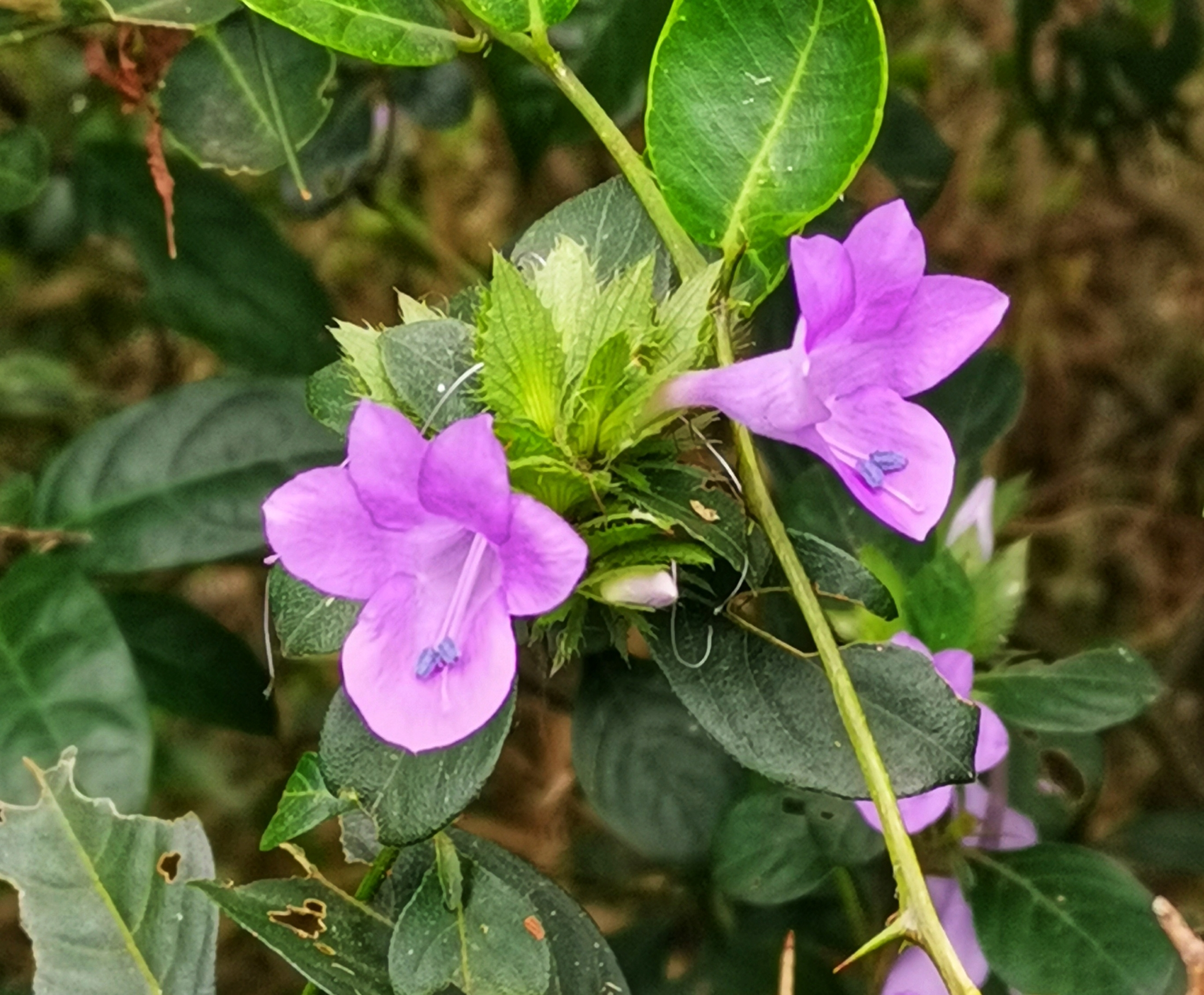 一见钟情假杜鹃