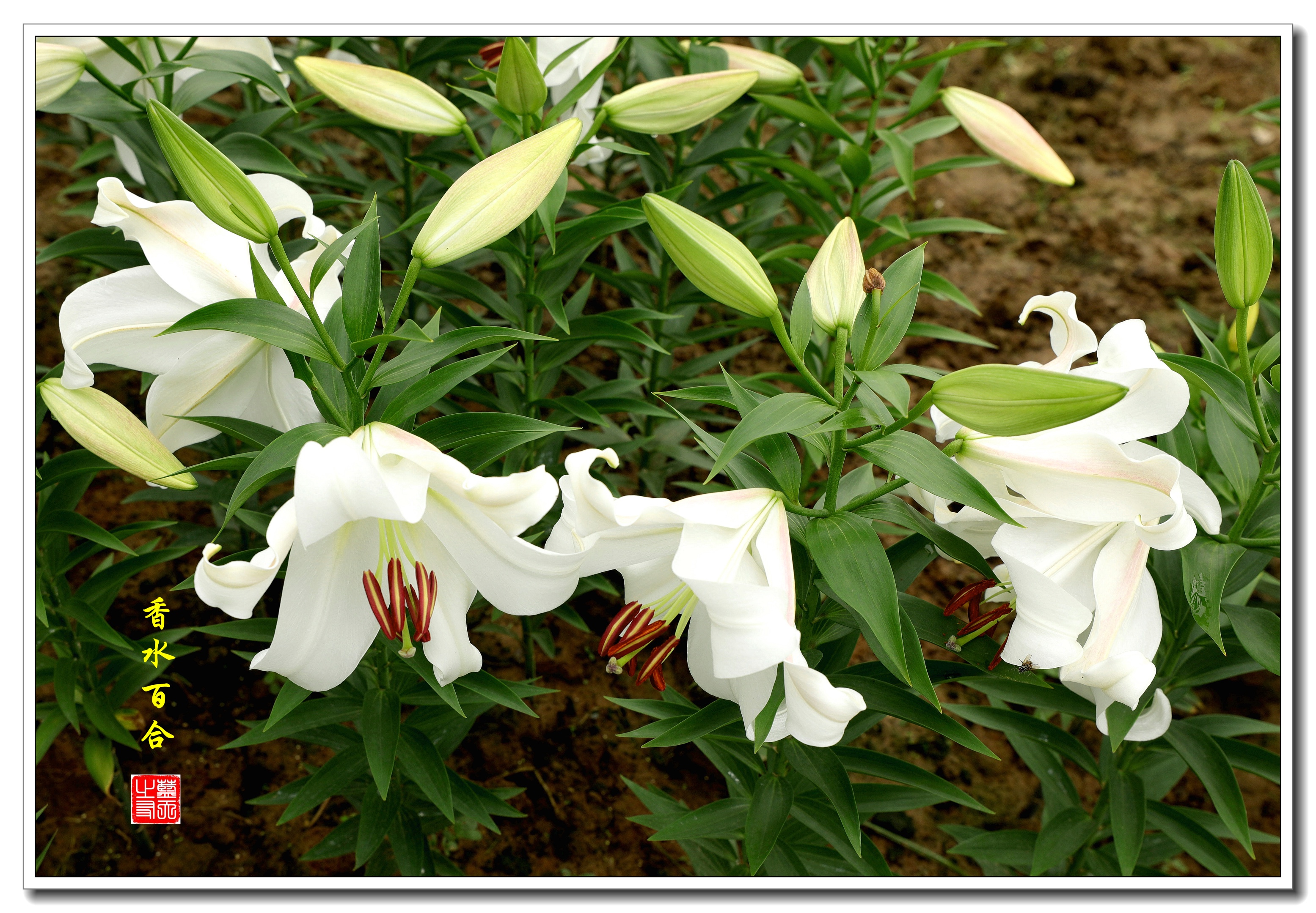 宋              禁城春色晓苍苍, 花气浑如百合香.