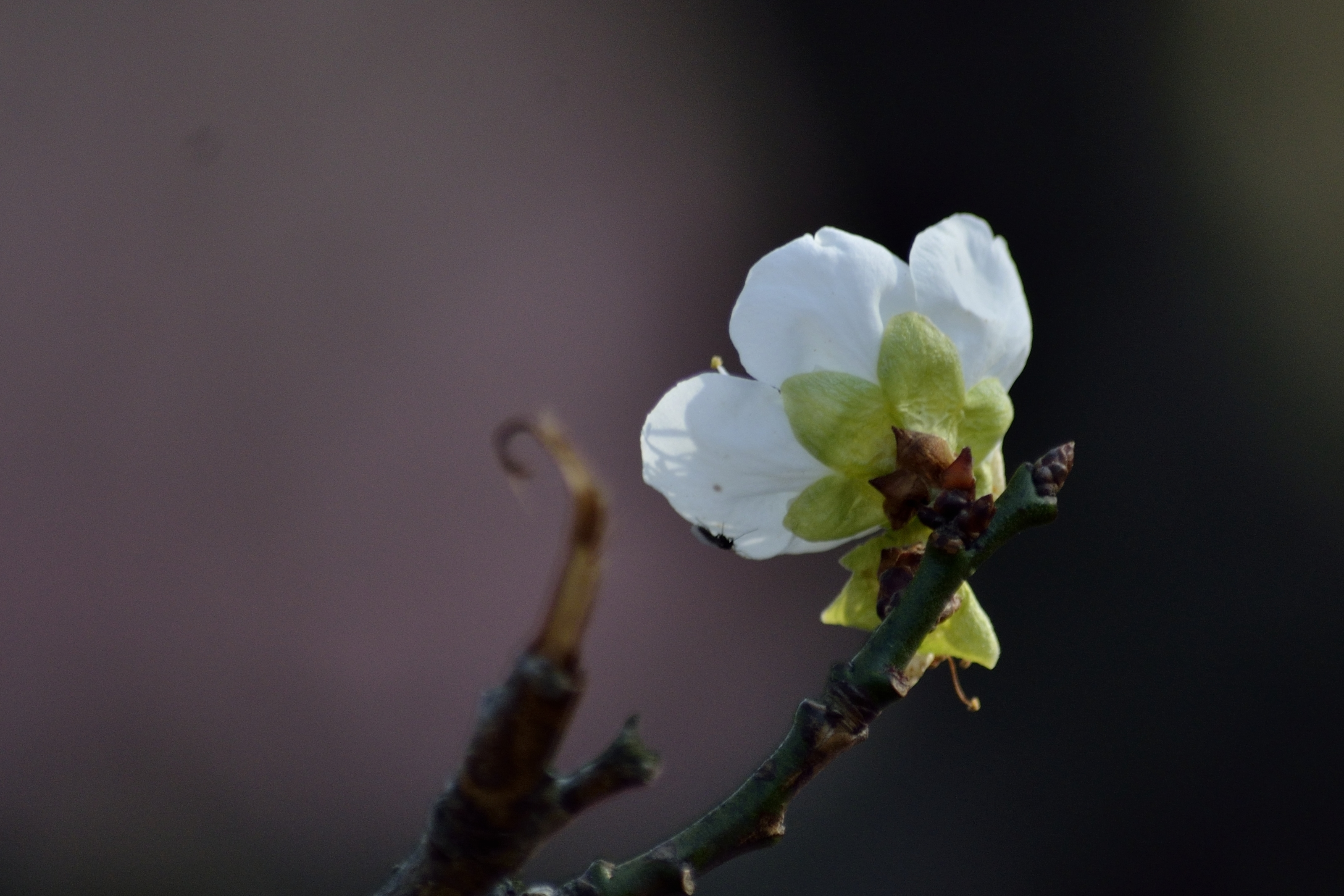 梅花系列一小绿萼梅(首发)