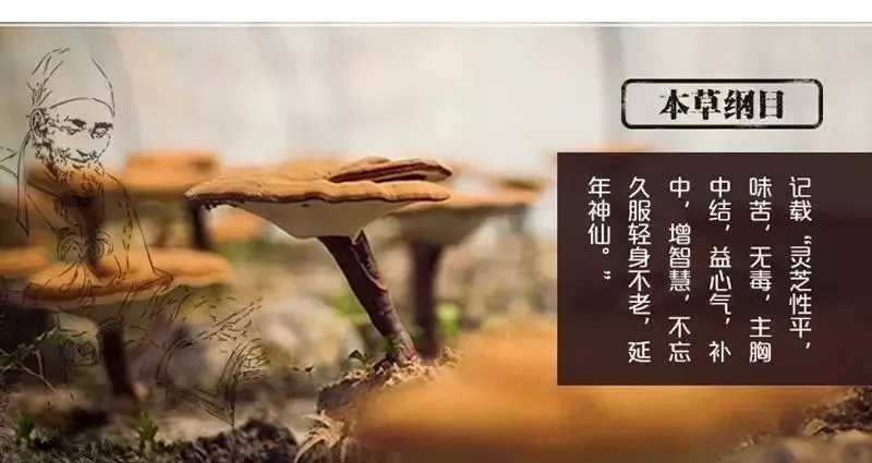 灵芝是《神农本草经》记载的上上药,《本草纲目》中记载:灵芝味苦,平