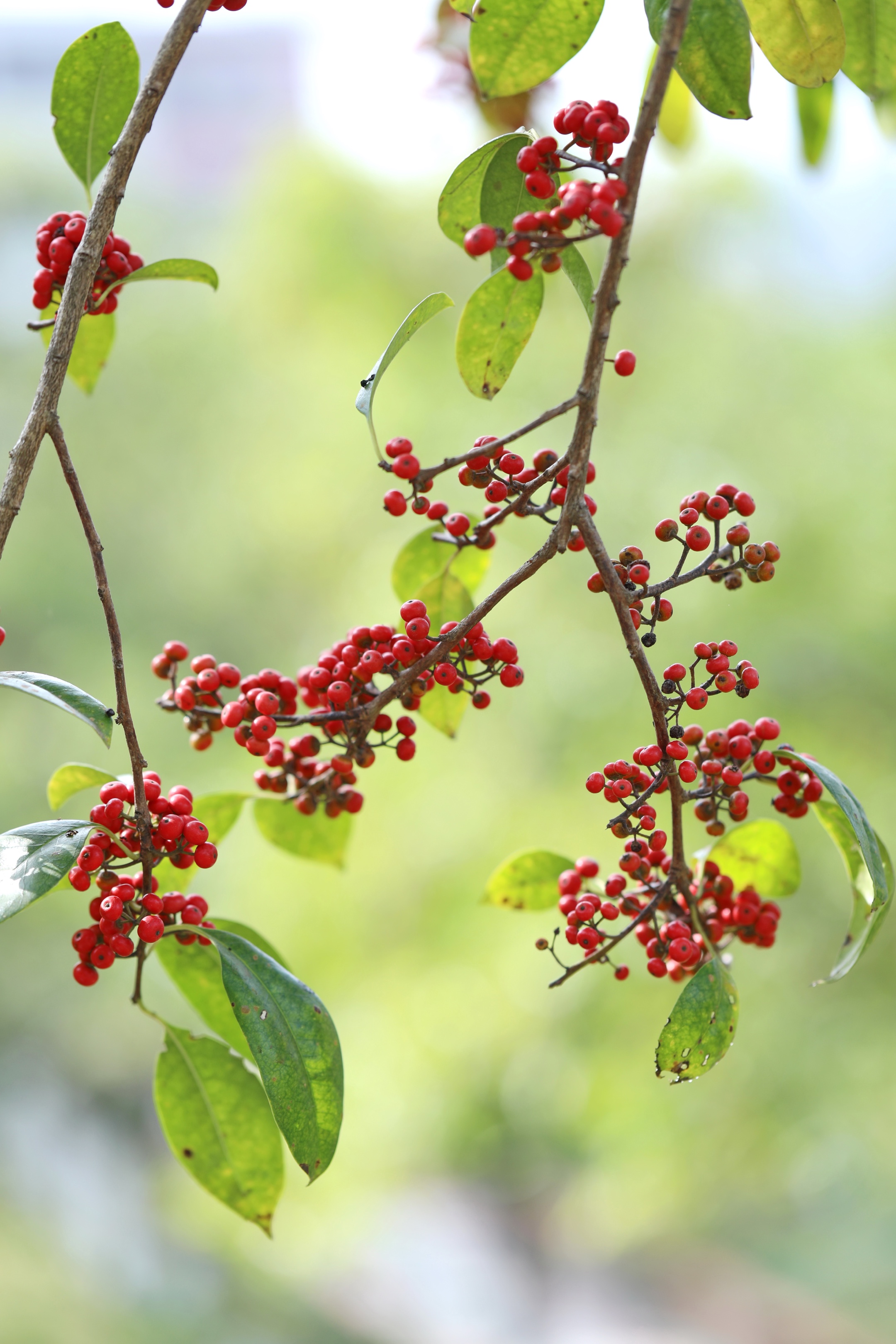 首发铁冬青果实满枝头