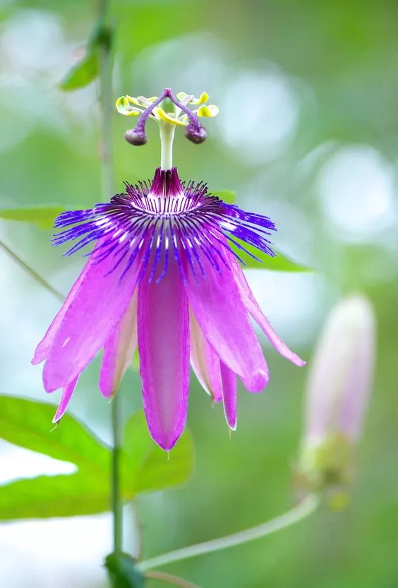 罕见的花卉欣赏