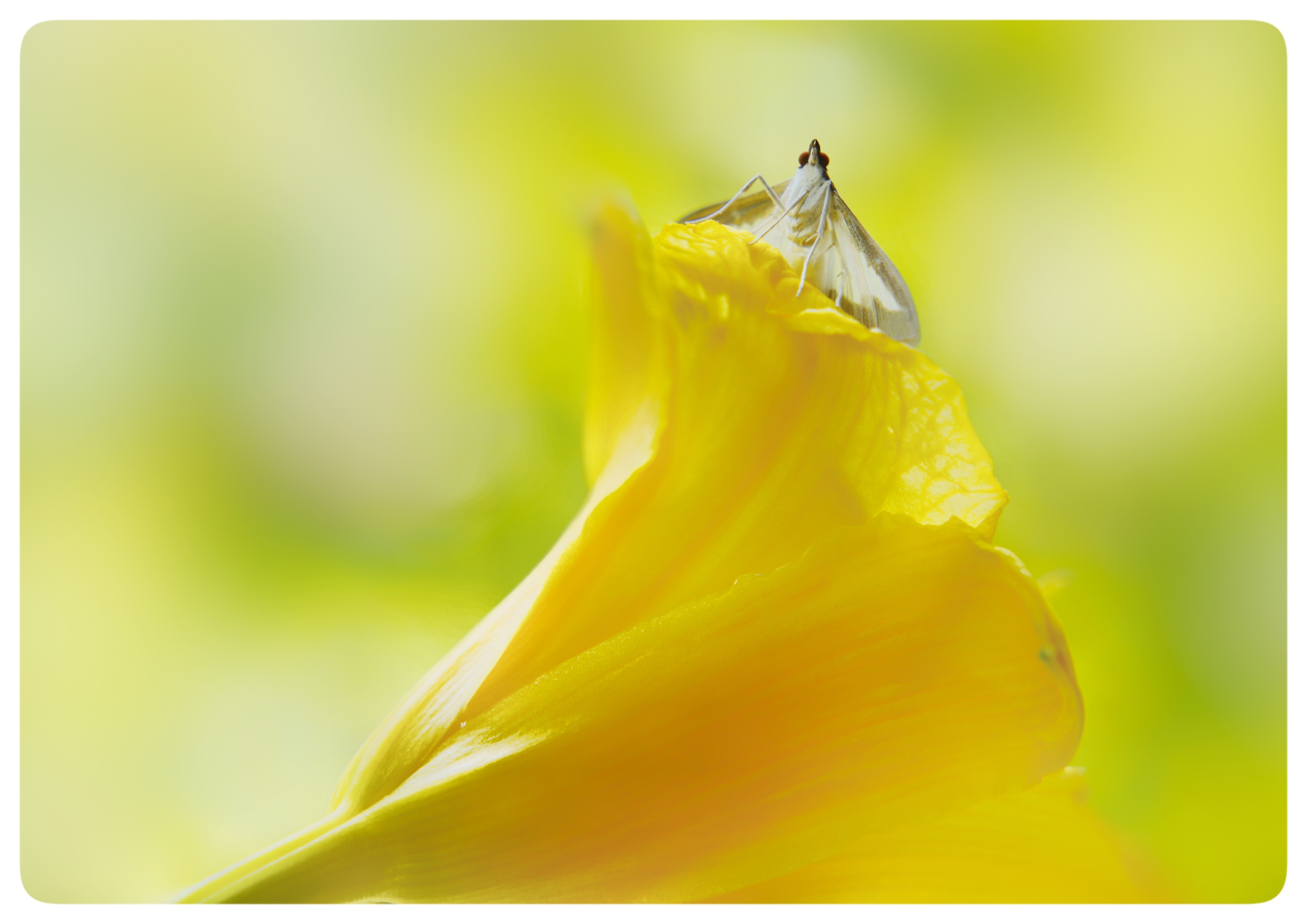 金黄金黄萱草花