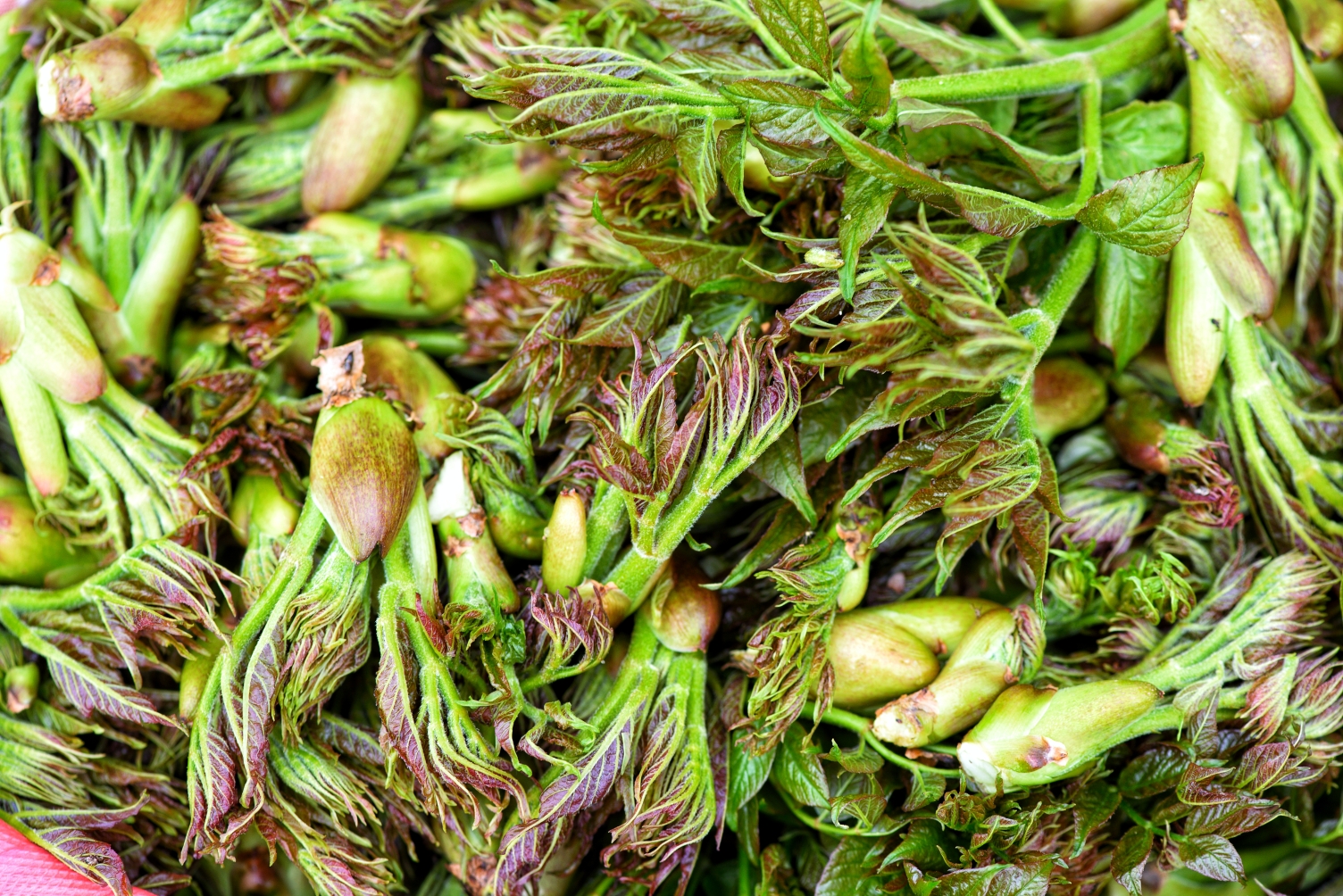 完达山中采野菜