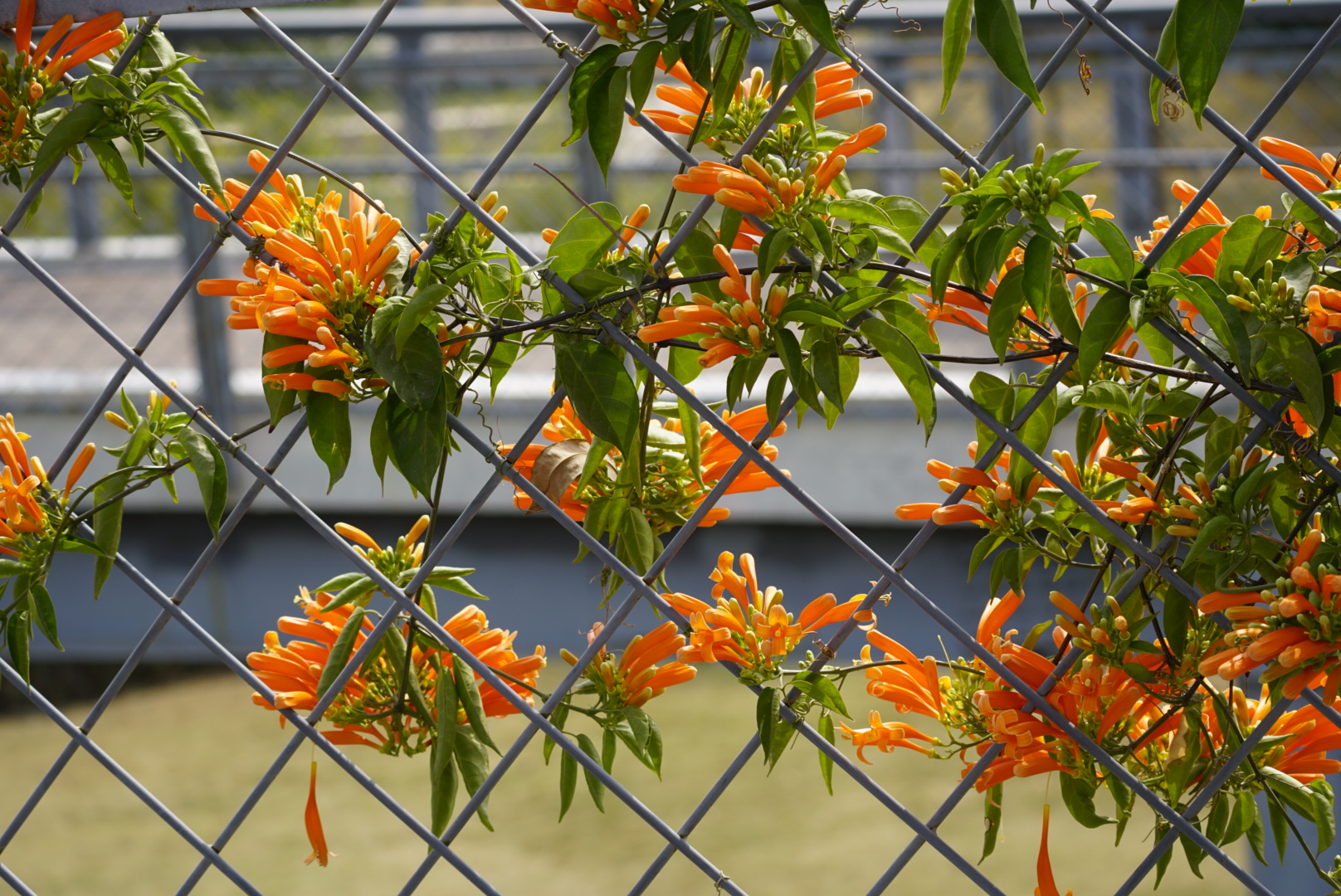 红红火火炮仗花