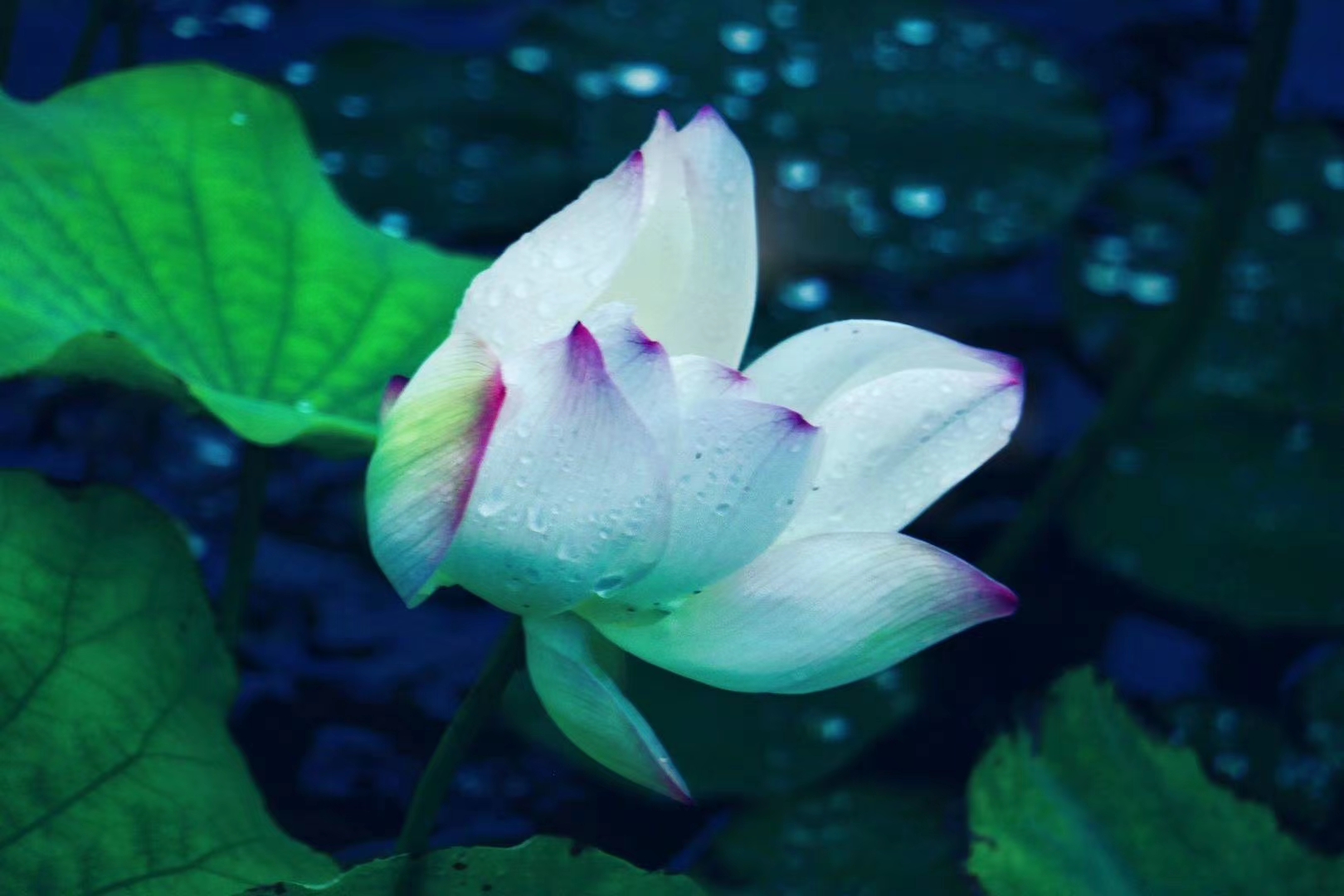 梦幻中的荷花朦胧的美