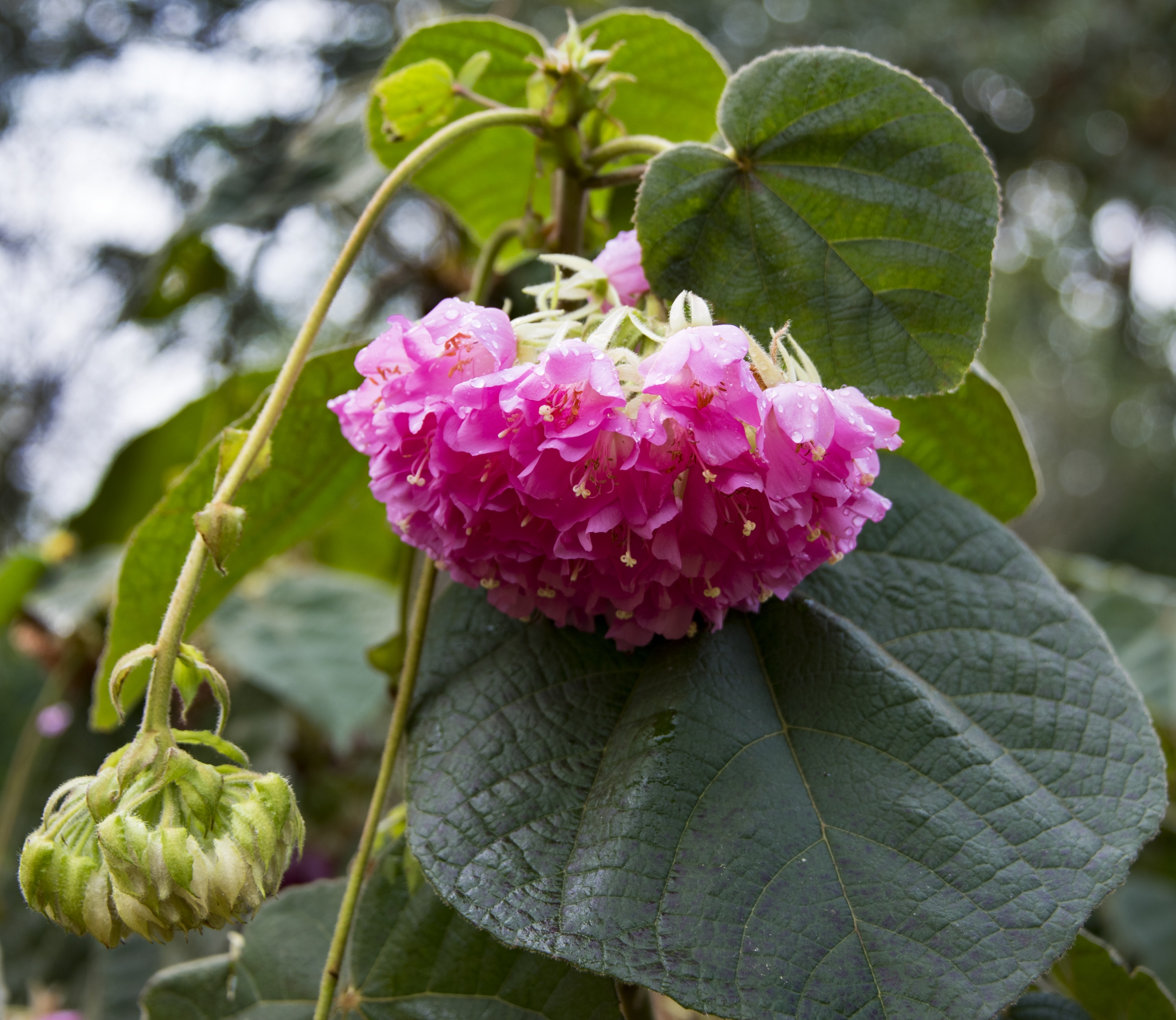非洲芙蓉花【首发】