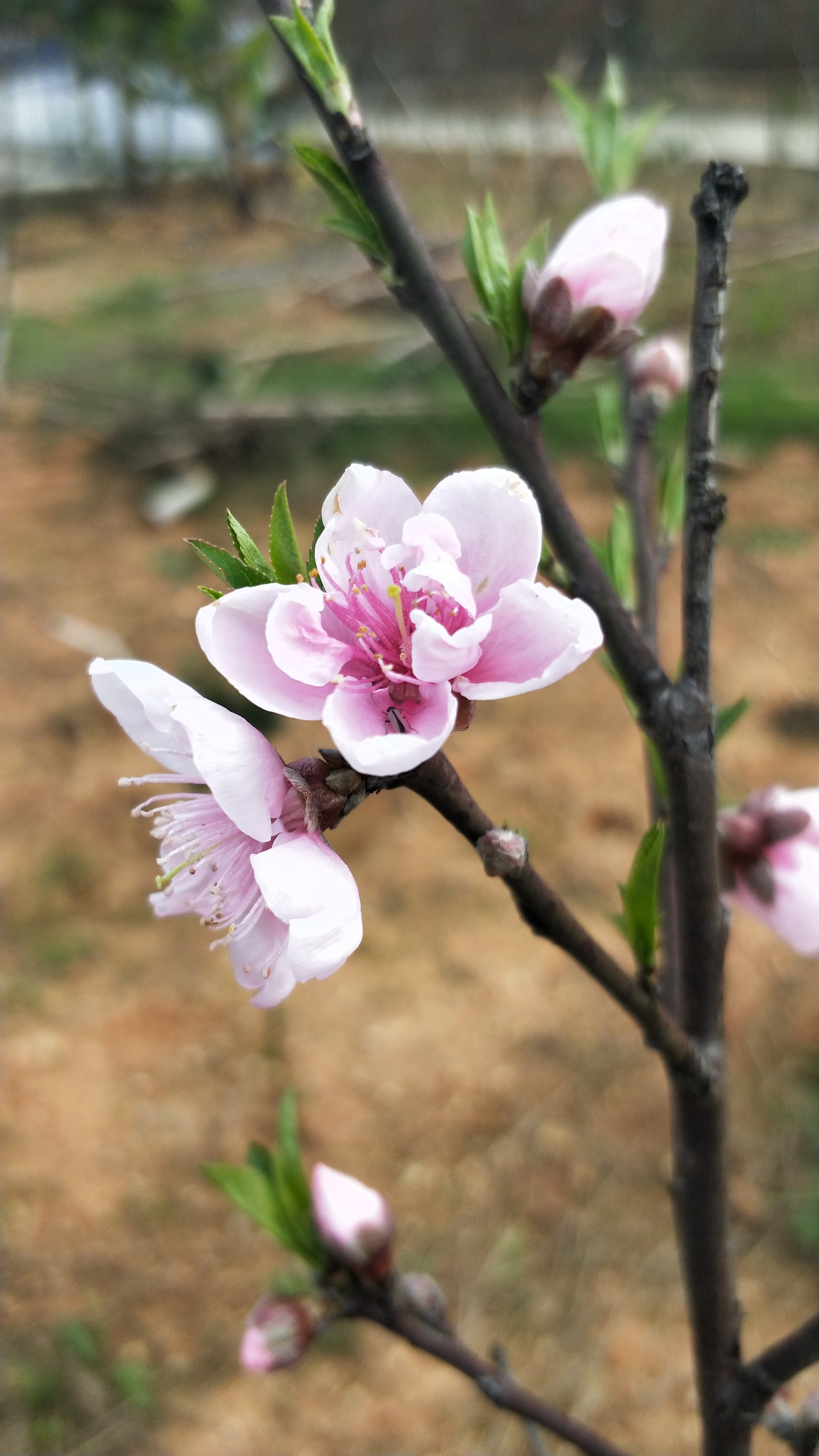 这是我们驾校每年会结桃子的桃花,粉红粉红的,非常具有诗情画意.