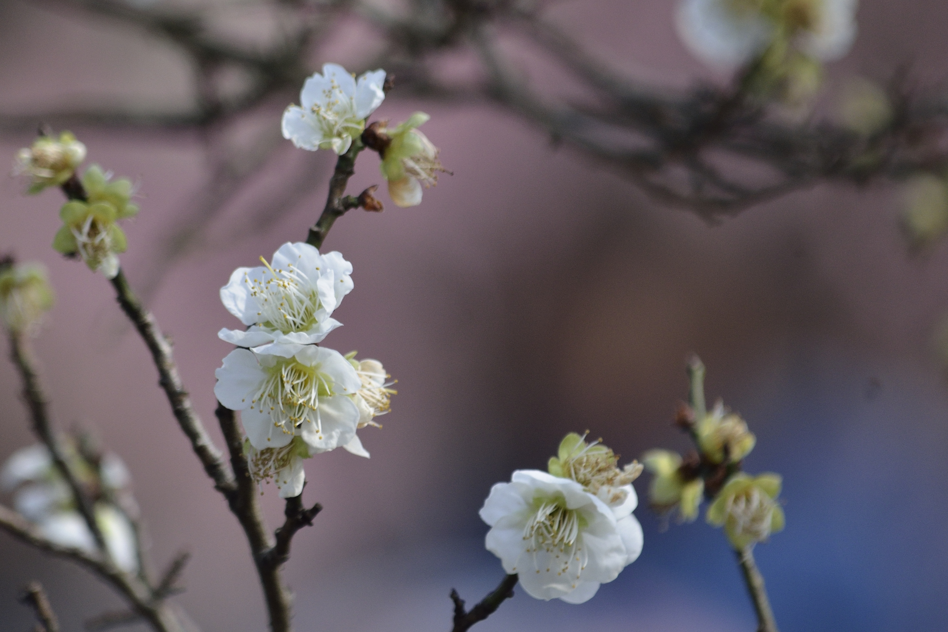 梅花系列一小绿萼梅(首发)