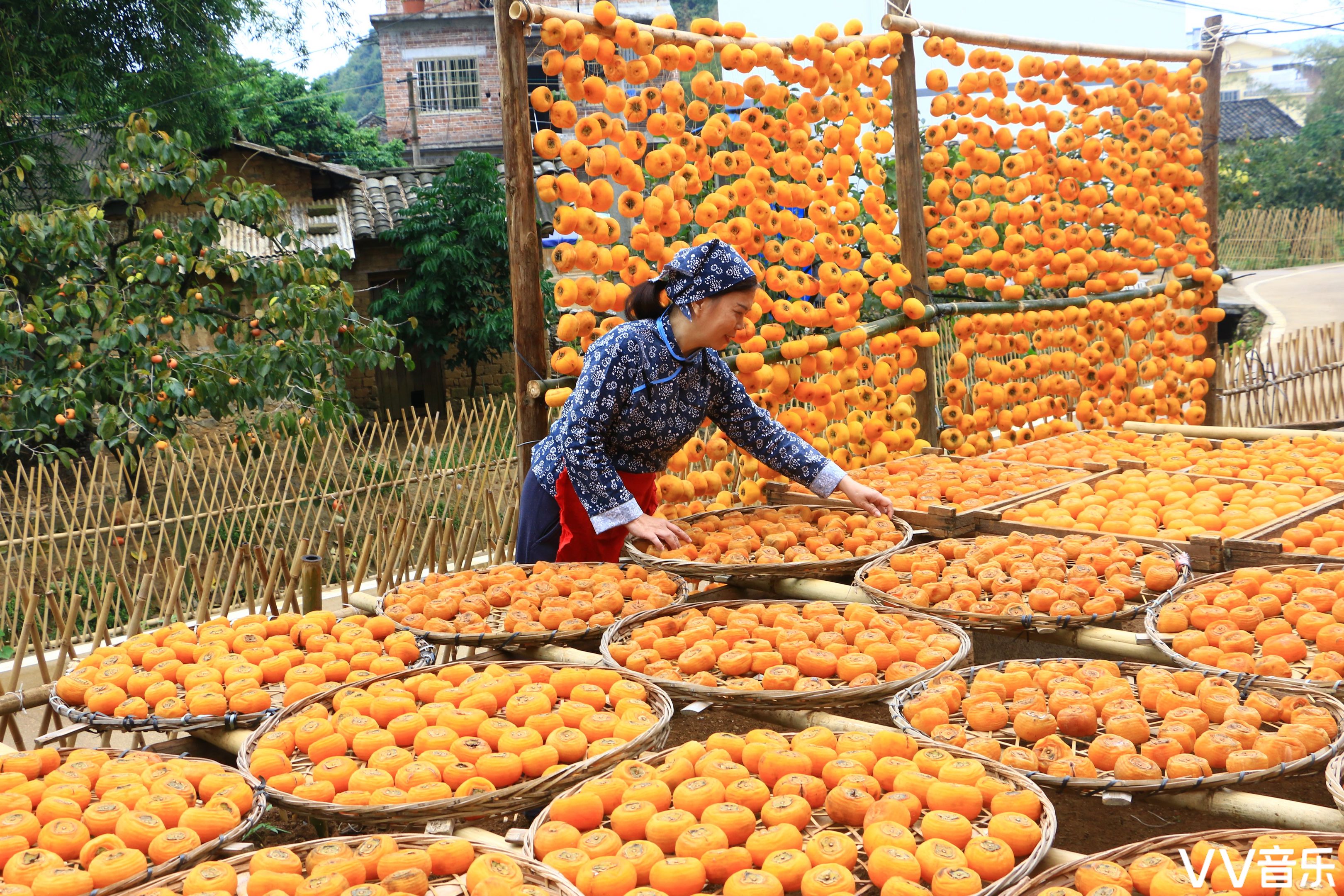 恭城红岩村的晒秋,一片丰收的景象.
