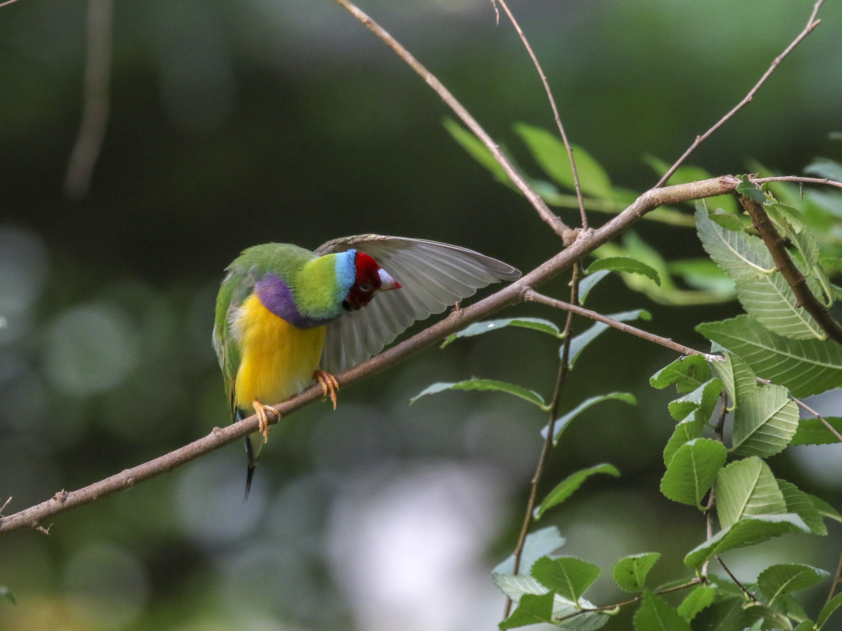 七彩文鸟vv首发