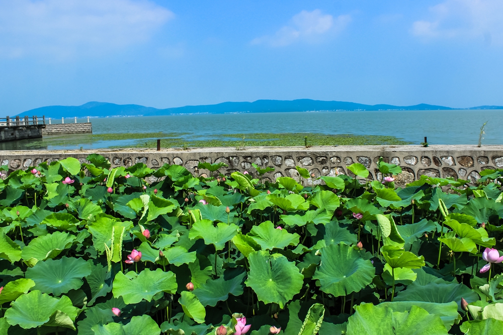 荷花又开放,荷你相约在上海市总工会太湖西山度假村