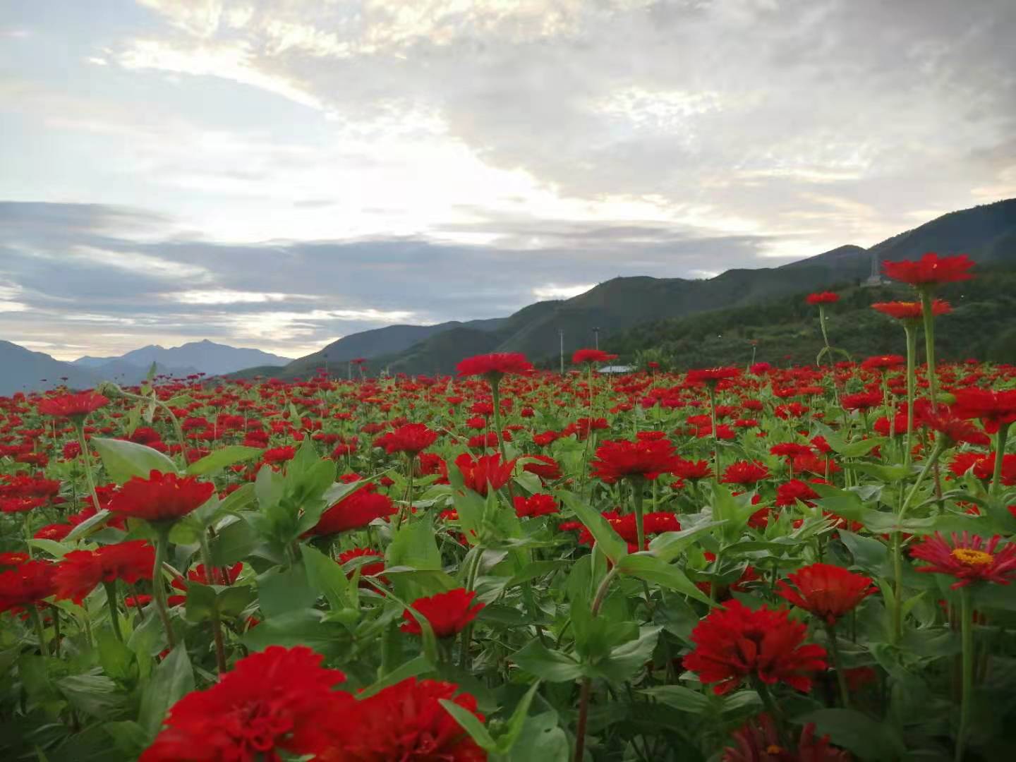 半山花海 "半山花海"位于石景山区五里坨天泰山南麓,146亩的面积,六七
