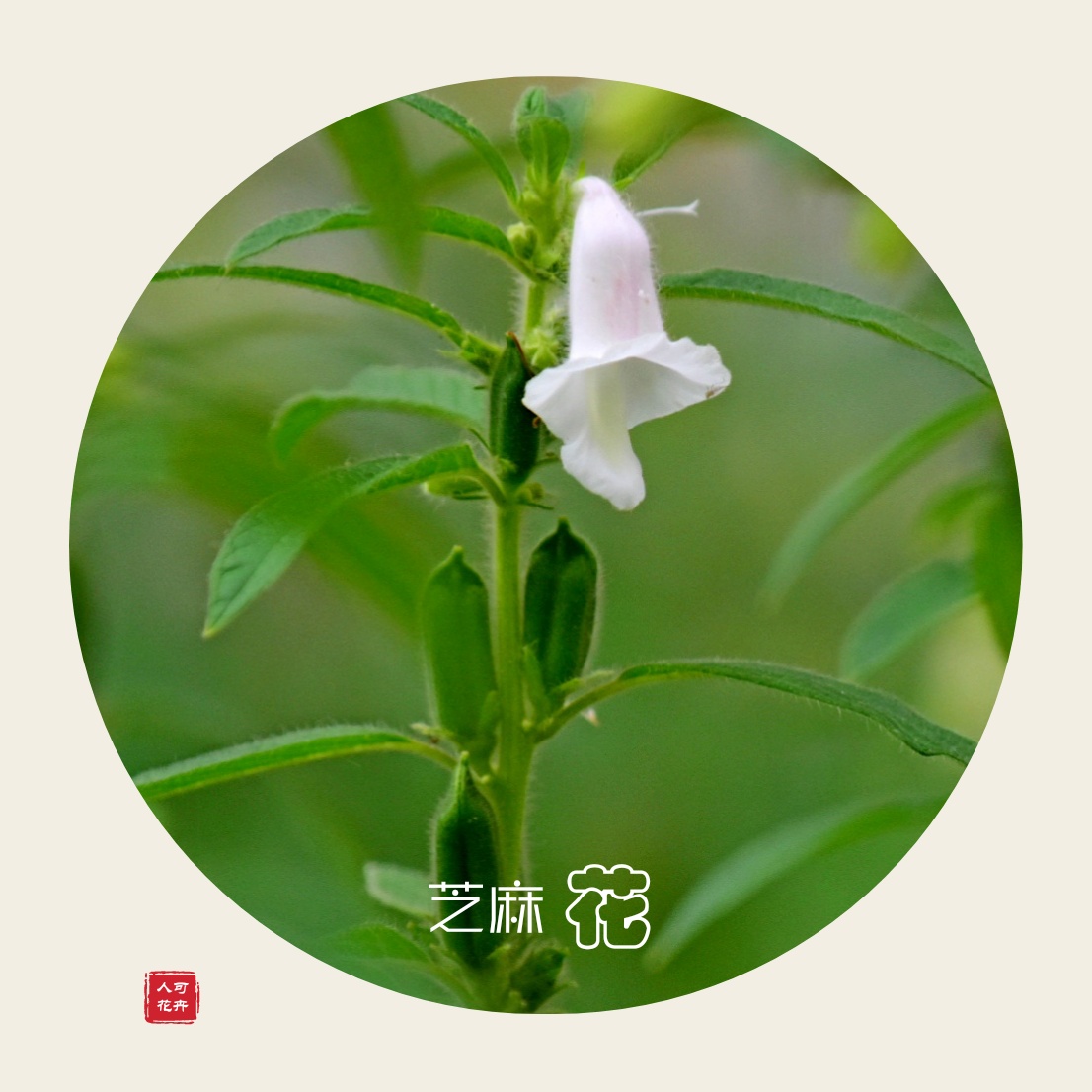 芝麻开花节节高