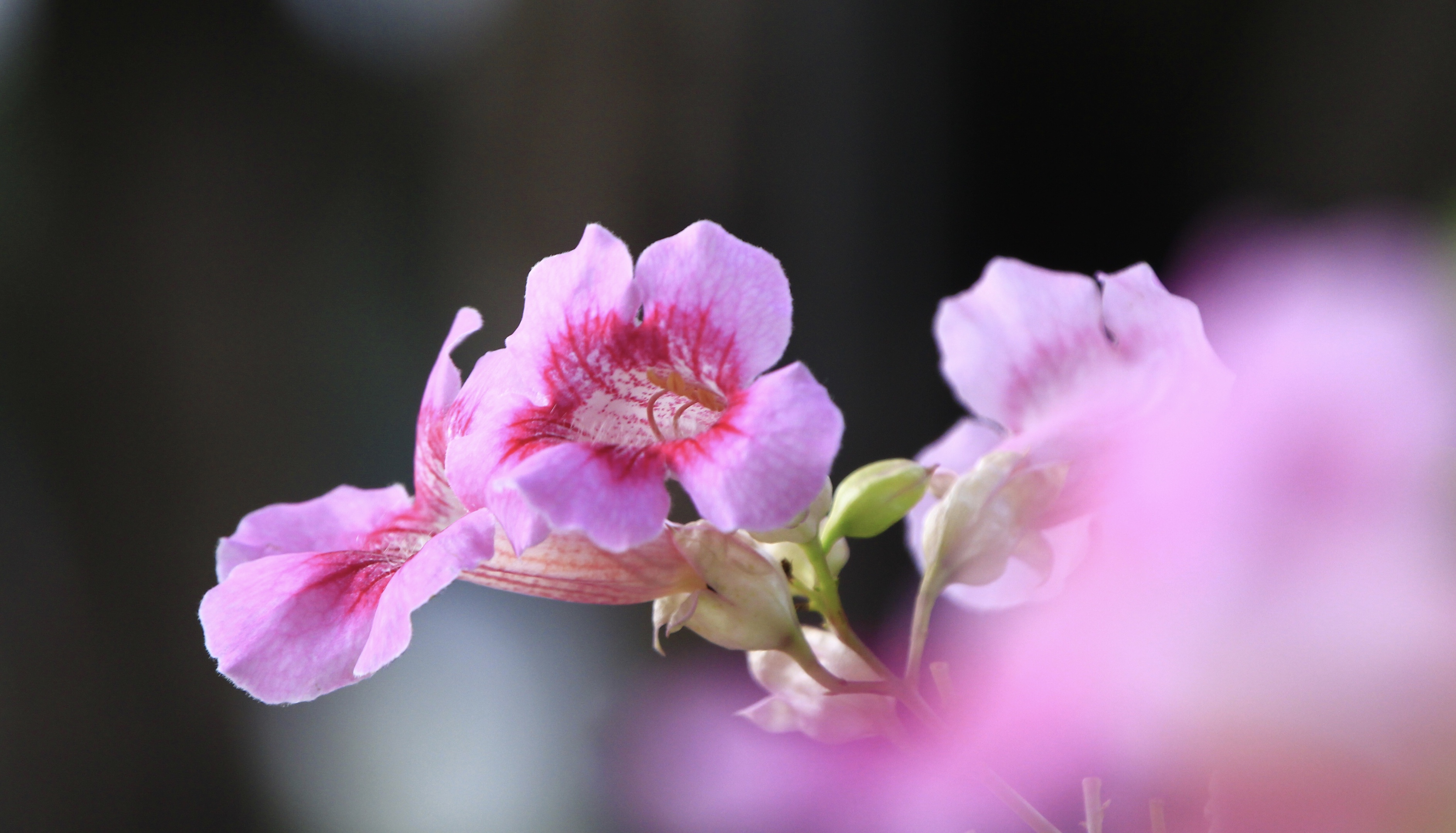 非洲凌霄花vv首发
