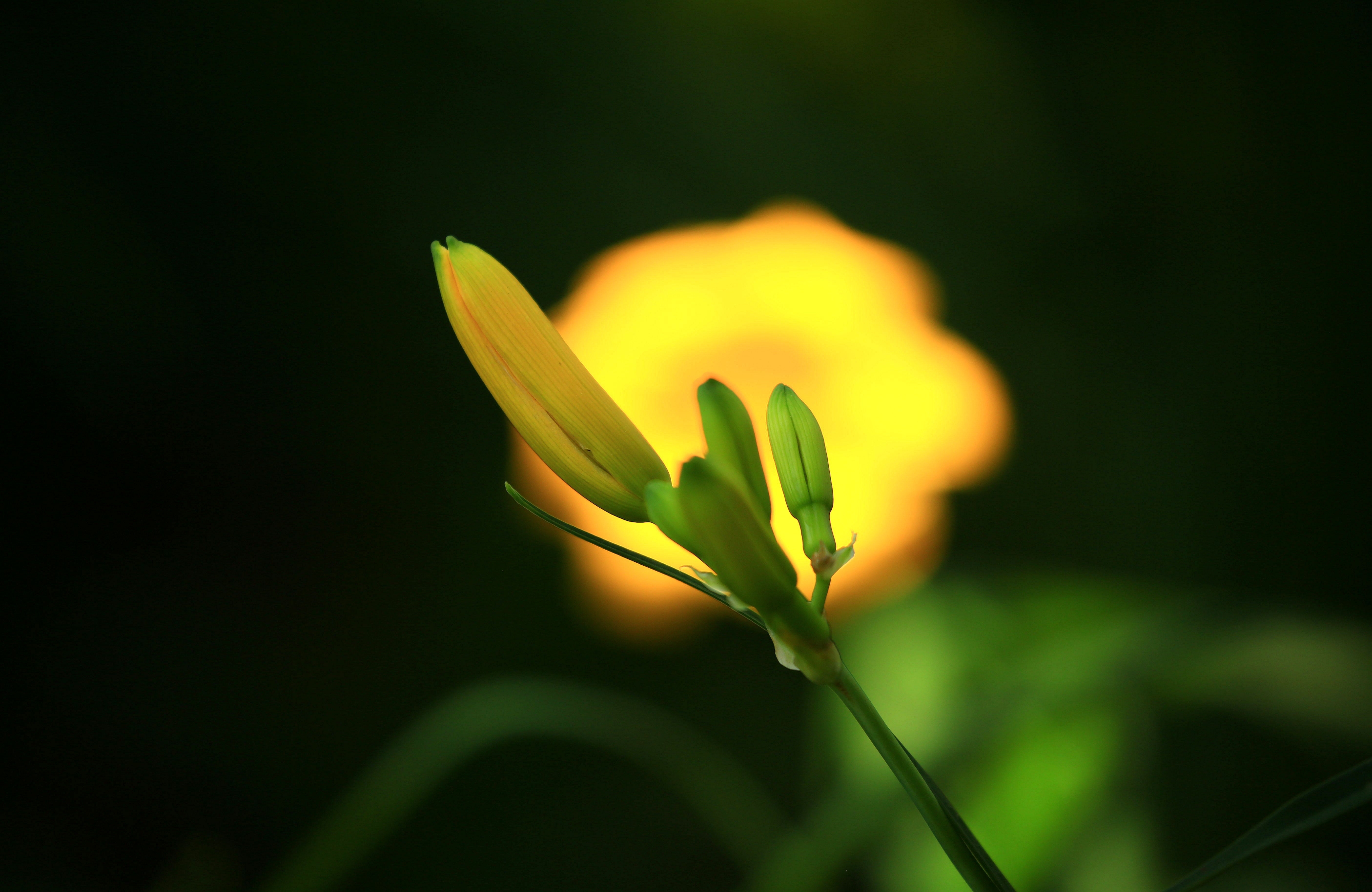 【首发】花卉学基础知识(十三)