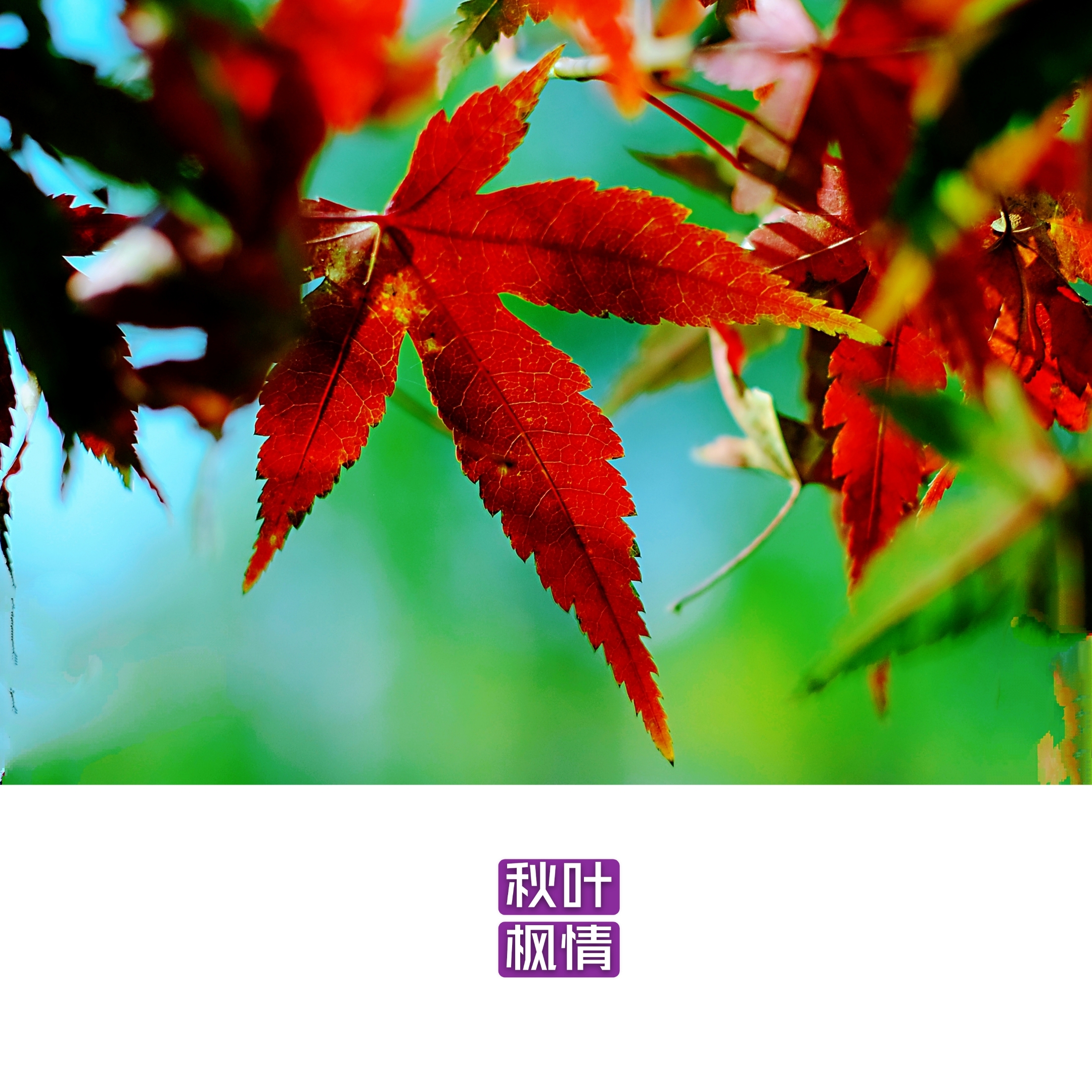 秋叶美*枫 情浓