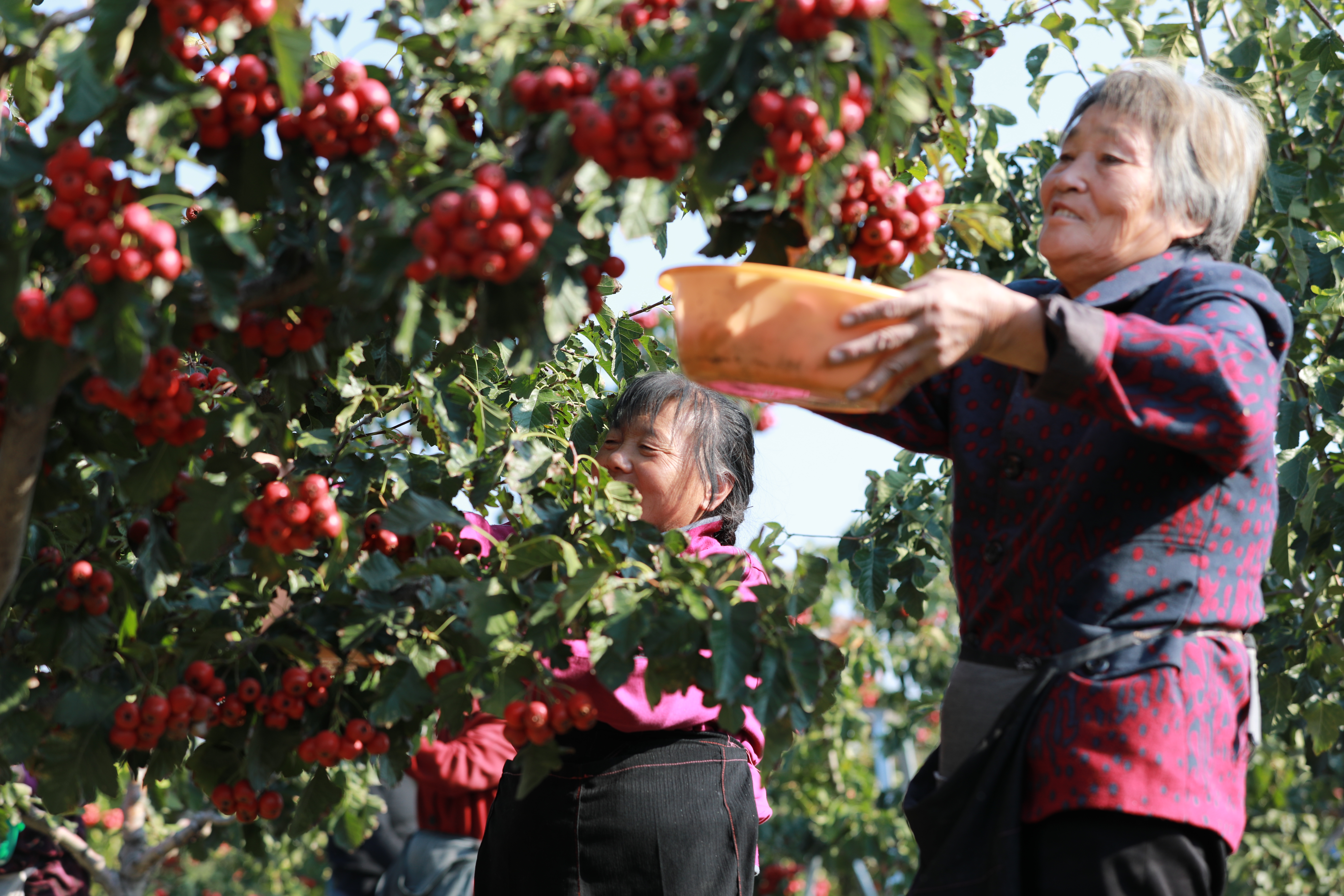故乡山楂红满天