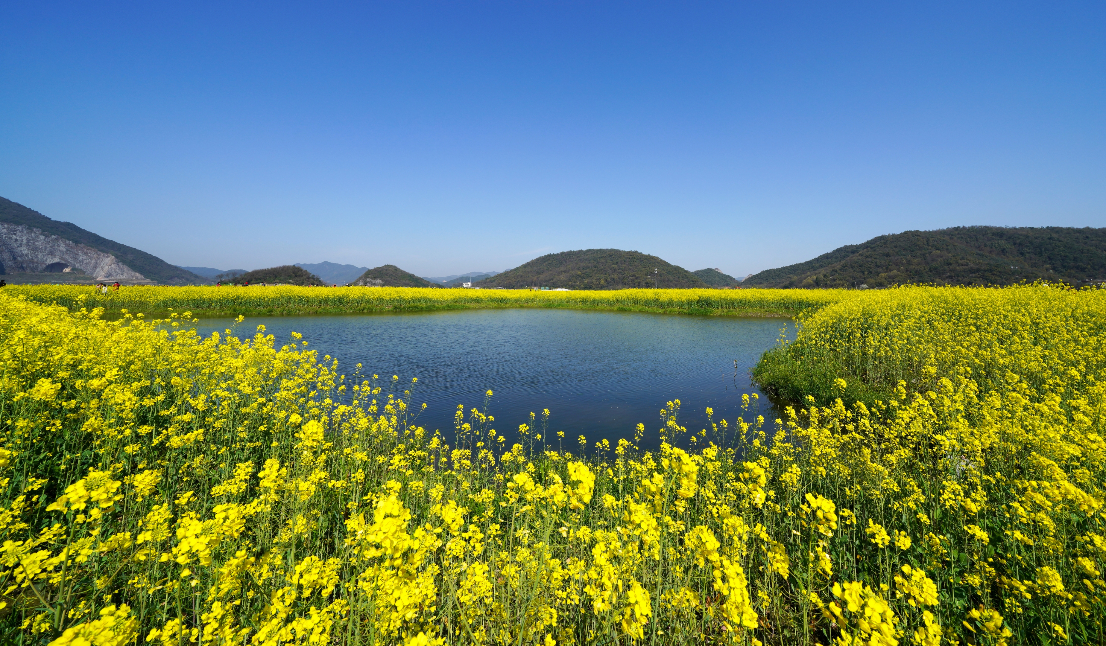 油菜花开满地黄vv首发