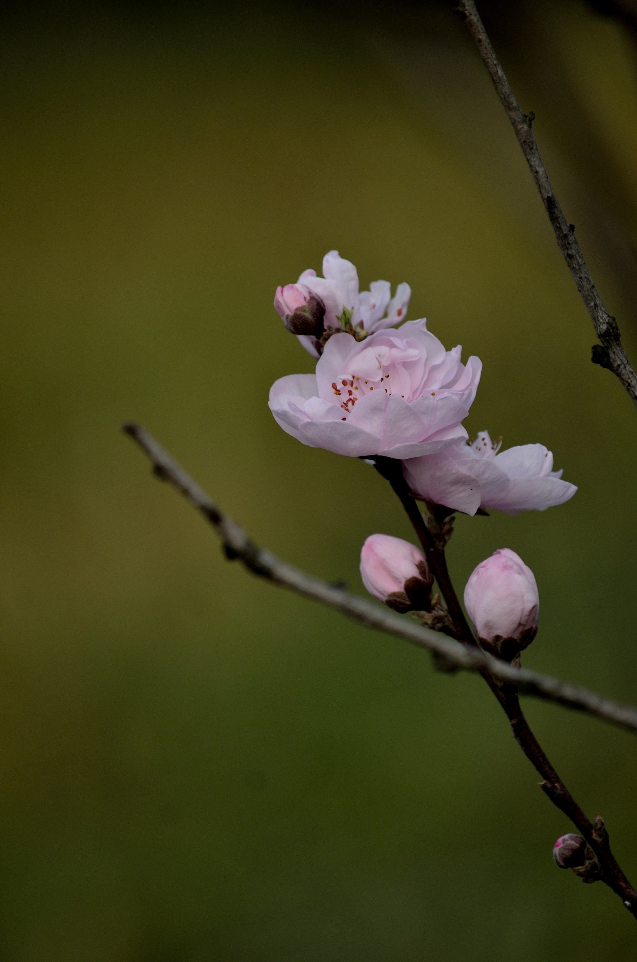 粉花山碧桃二(首发)