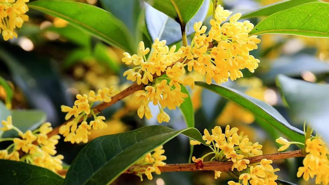 150家中五月落桂子