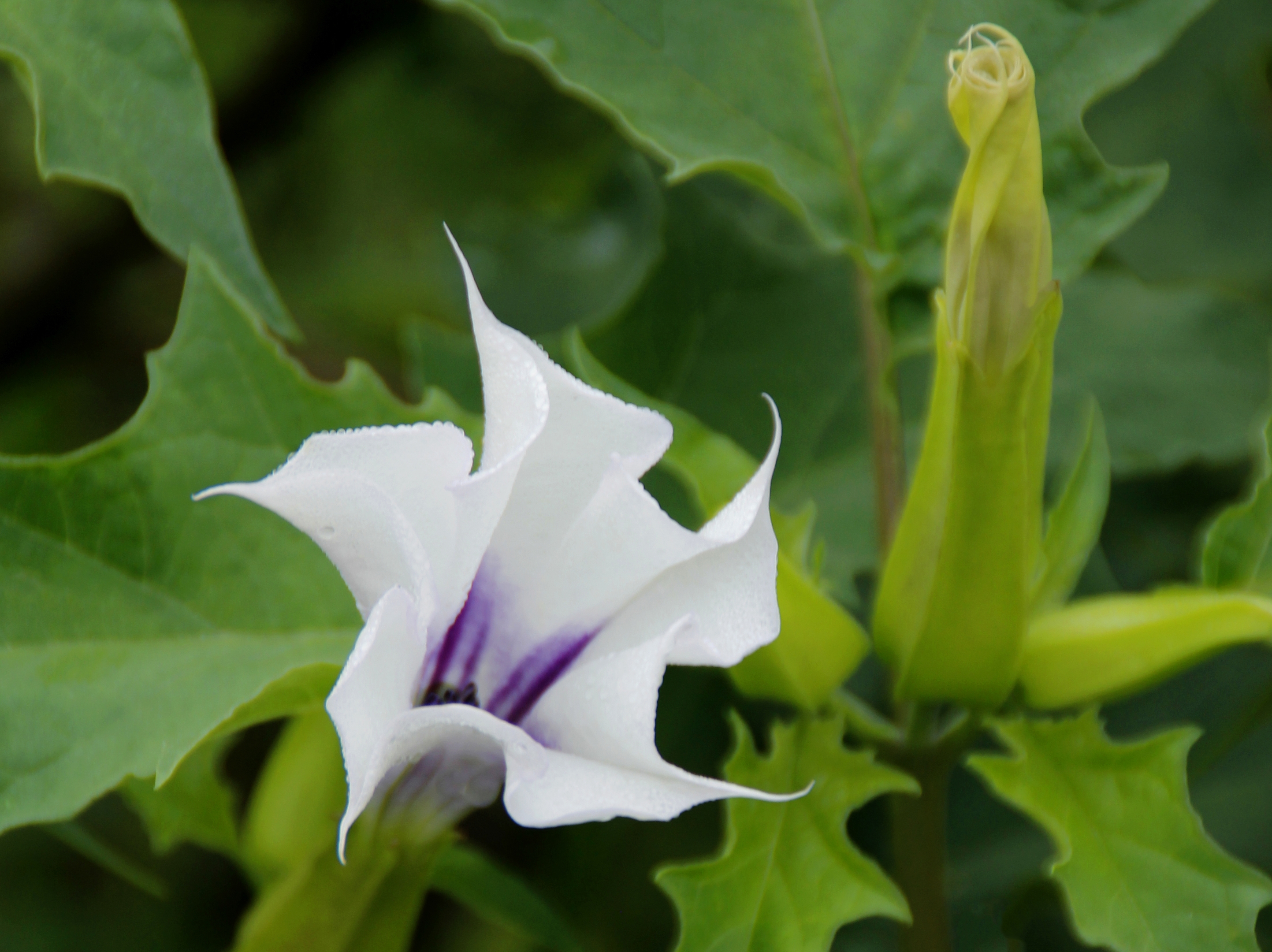 心灵摄影【美摄视界】:【首发】曼陀罗花 - vv