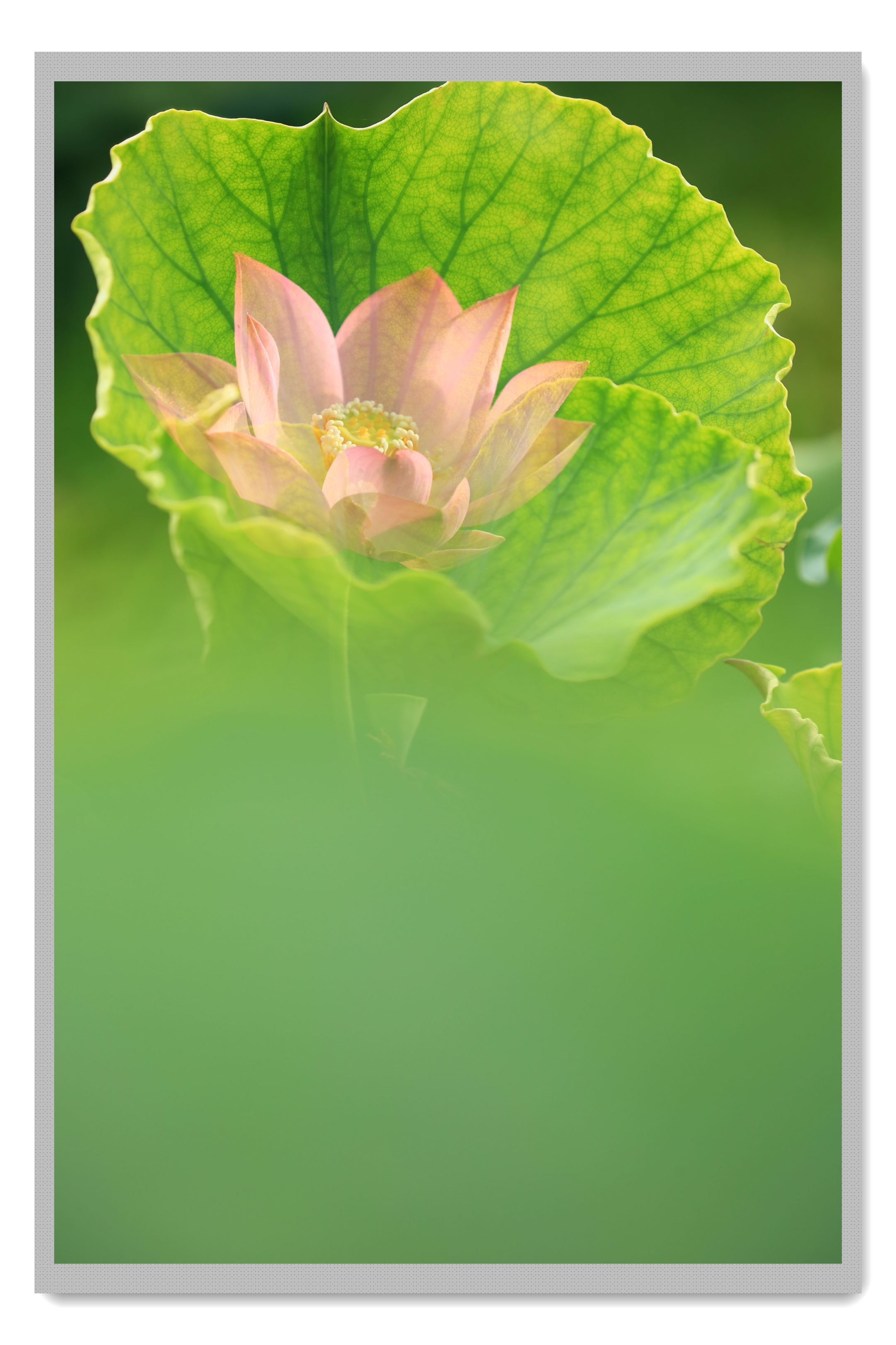 首发佛教与莲花三