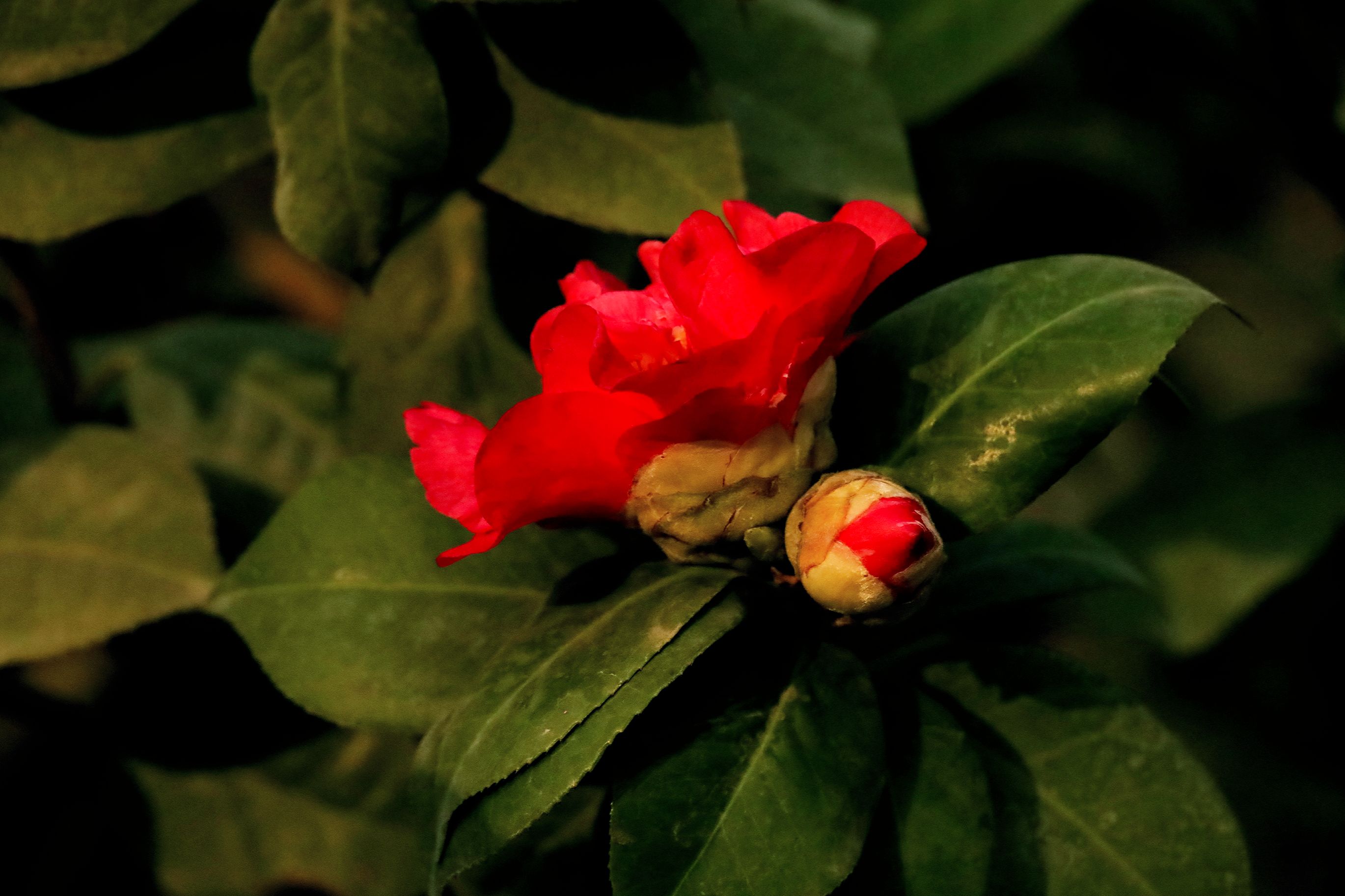 红露珍茶花的生长环境图片