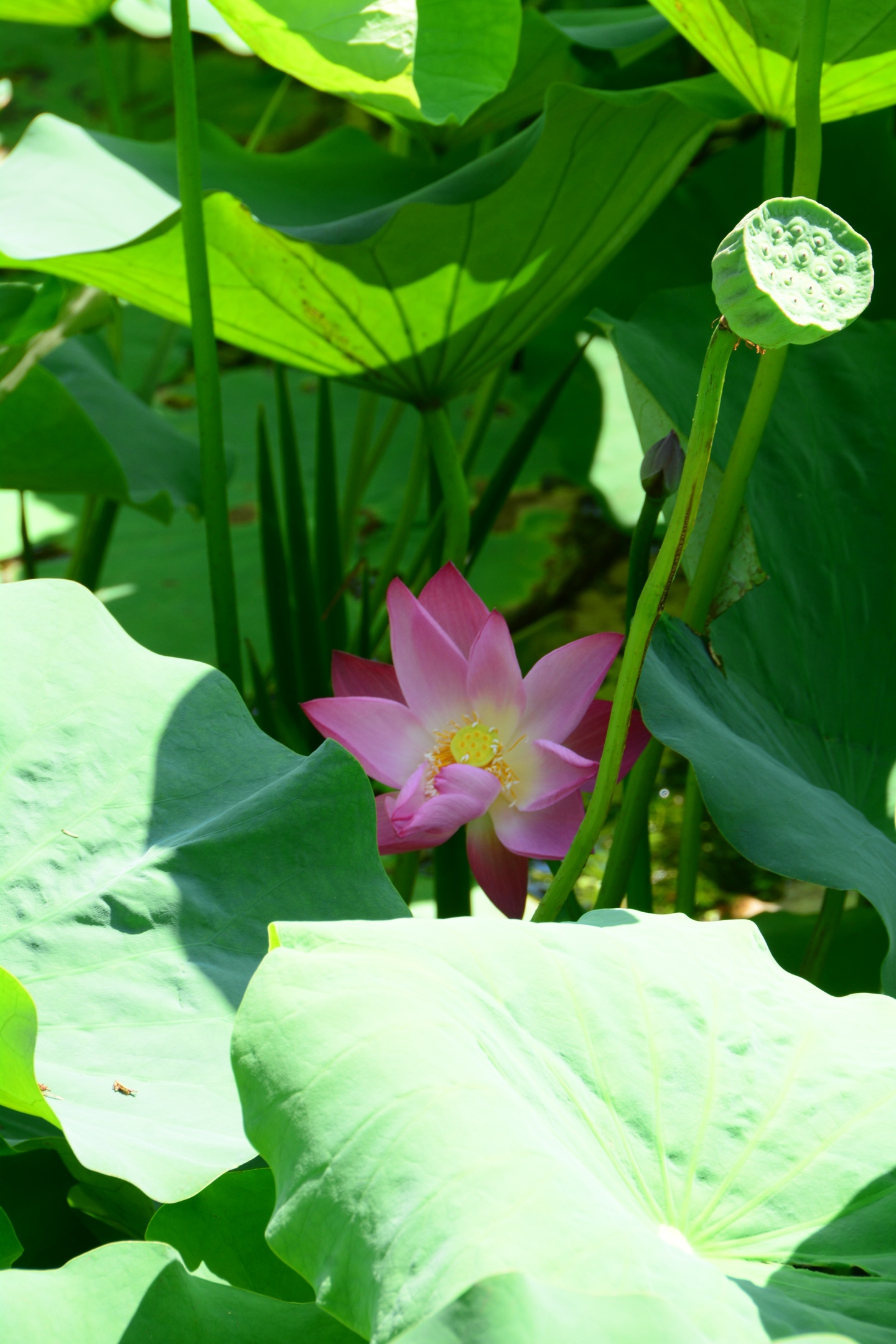 《八月风景》原版原创(无后期)习作 尼康d7100 (200头)拍摄青岛中山
