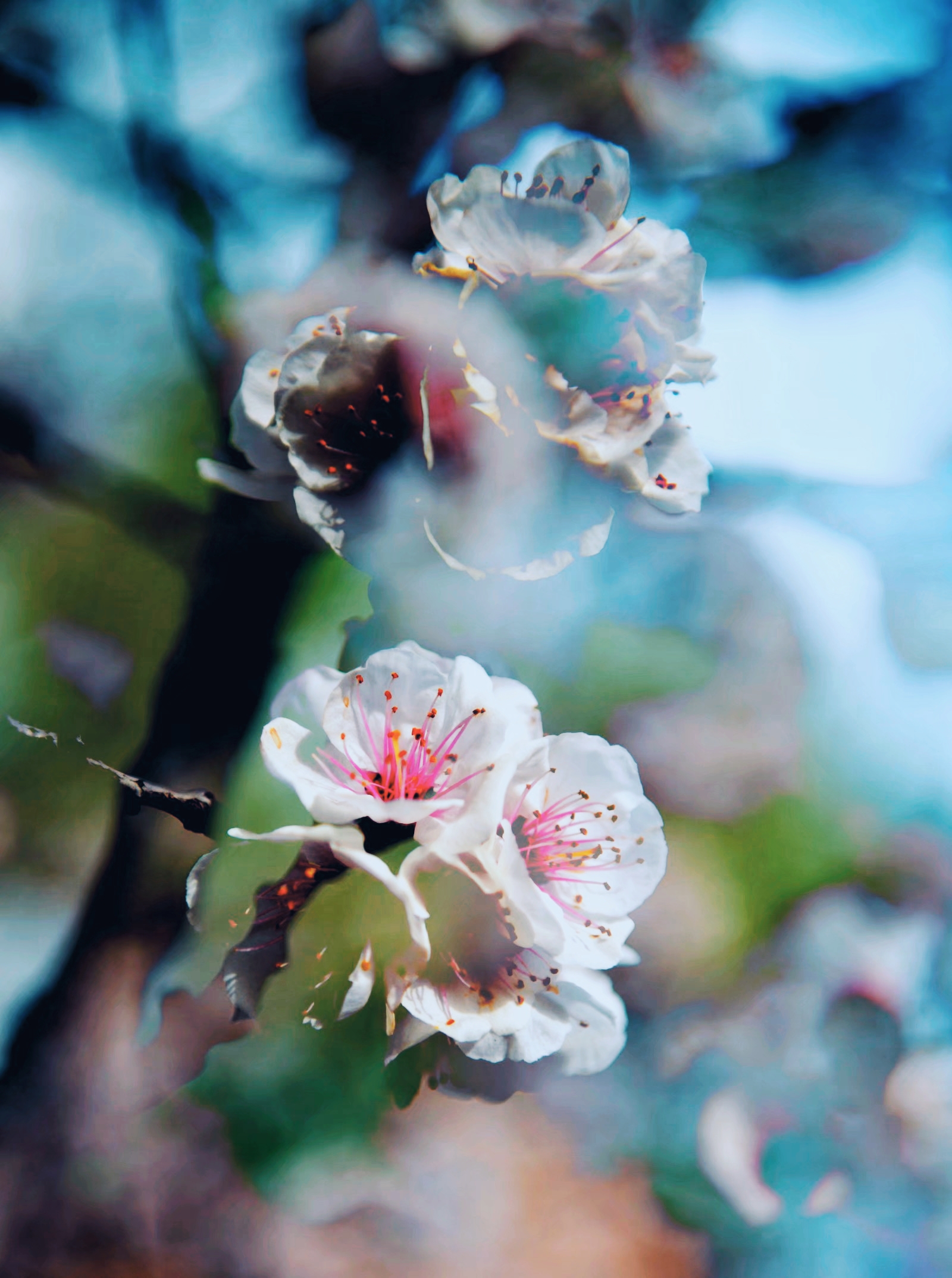 飞花春意闹枝头