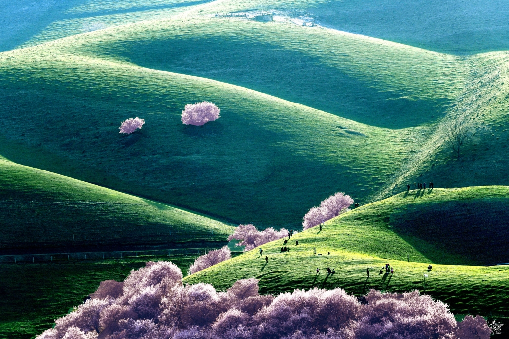 2021春-追花人～伊犁杏花沟旅摄杏花掠影(4)