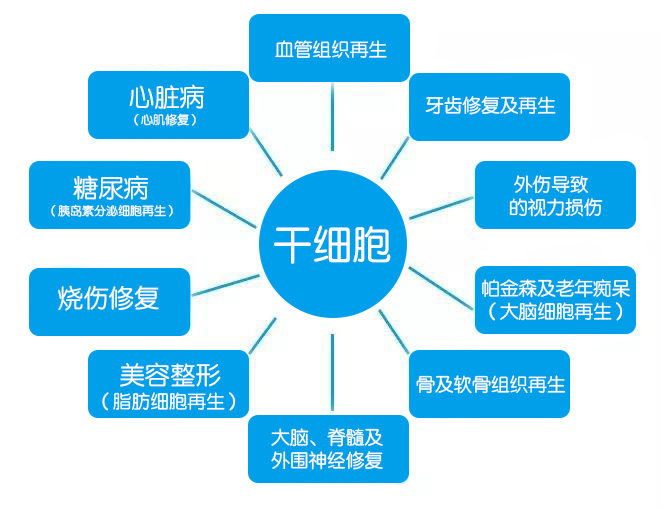干细胞修复神经系统        神经系统由神经细胞组成,主要包括脑和