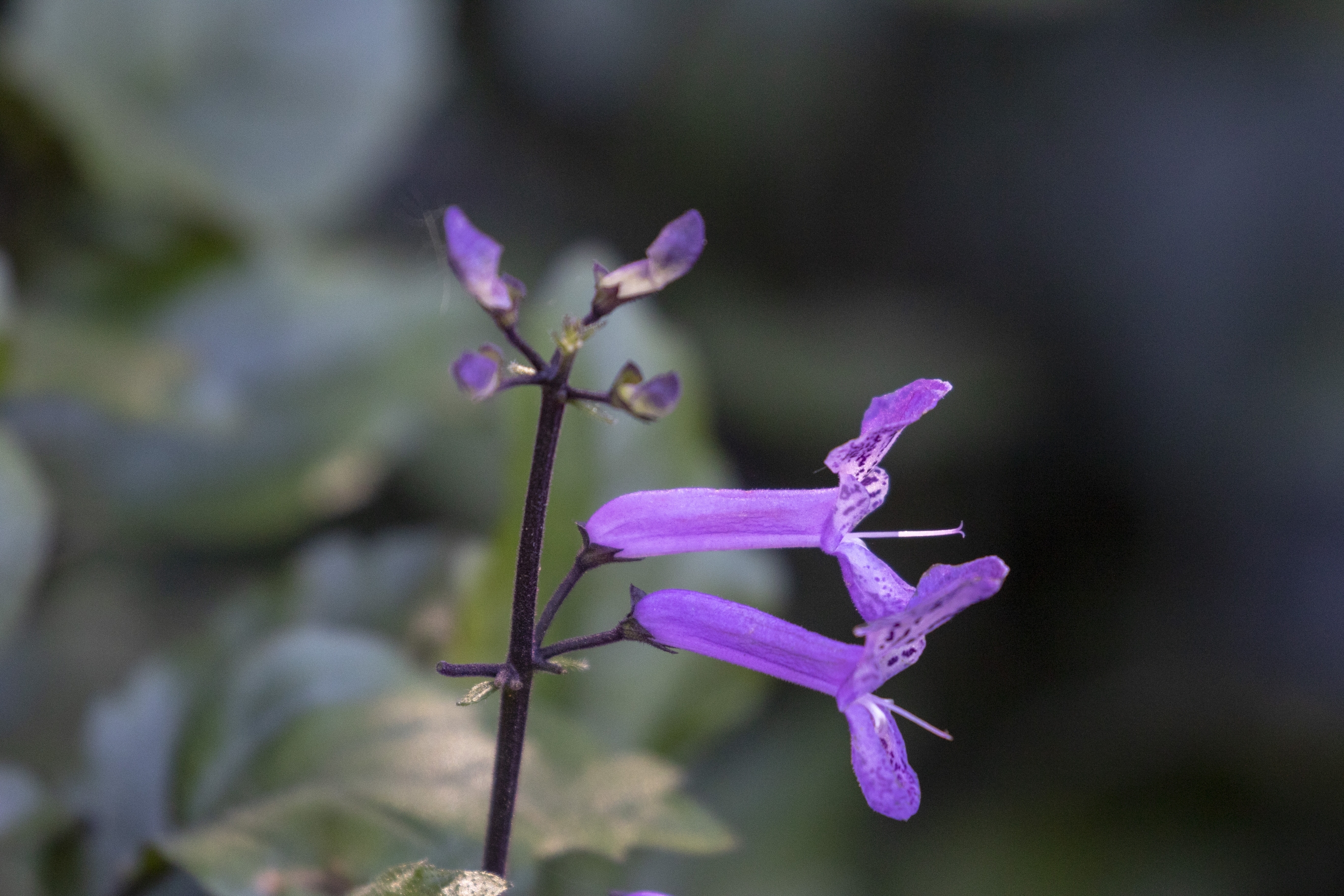 莫娜紫香茶菜vv首发