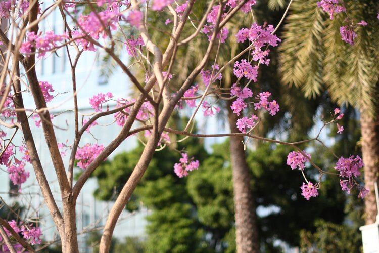 春风吹面暖魂迷在人间首发