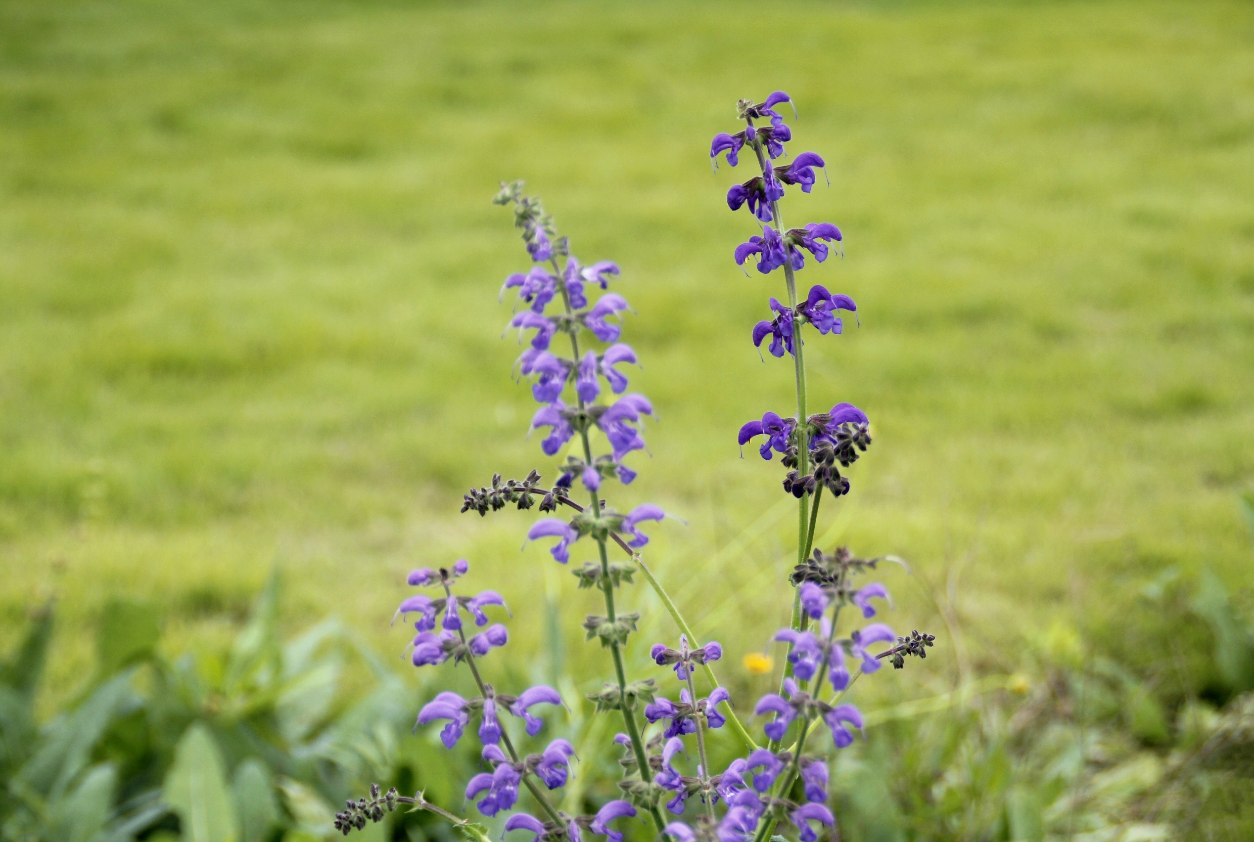 首发林荫鼠尾草