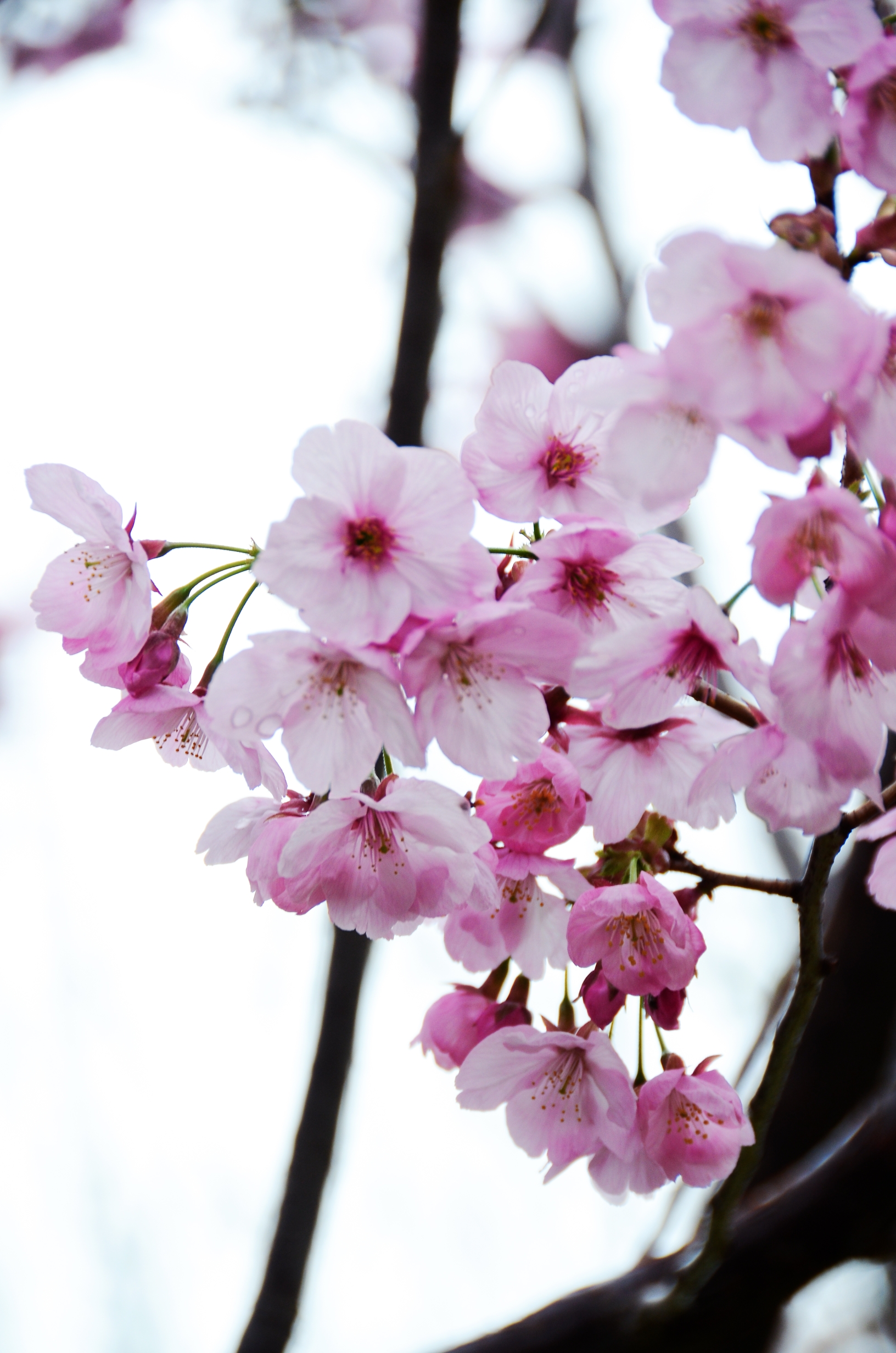 【首发】粉樱如梦