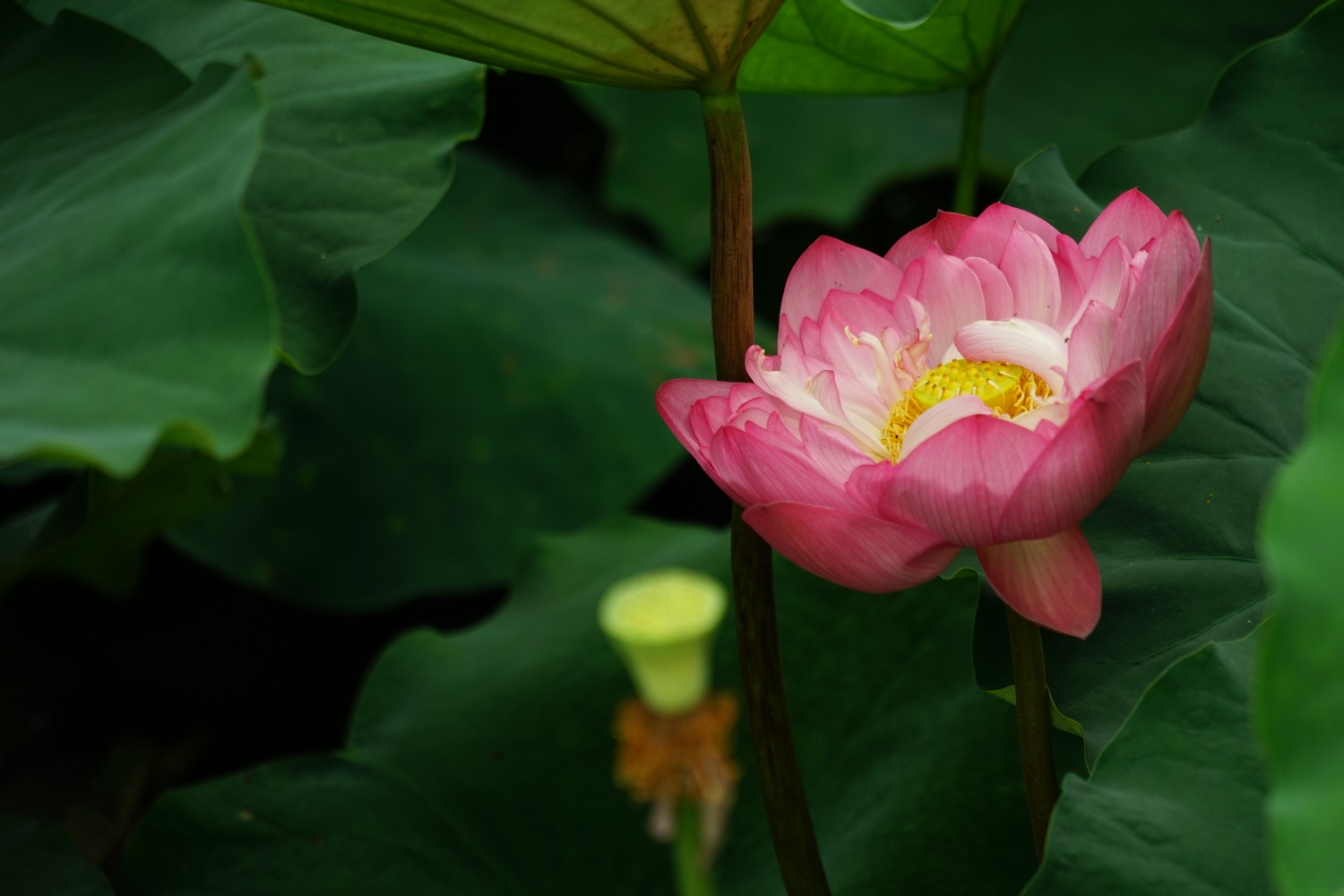 荷叶,荷花,莲蓬,荷风,一应俱全.