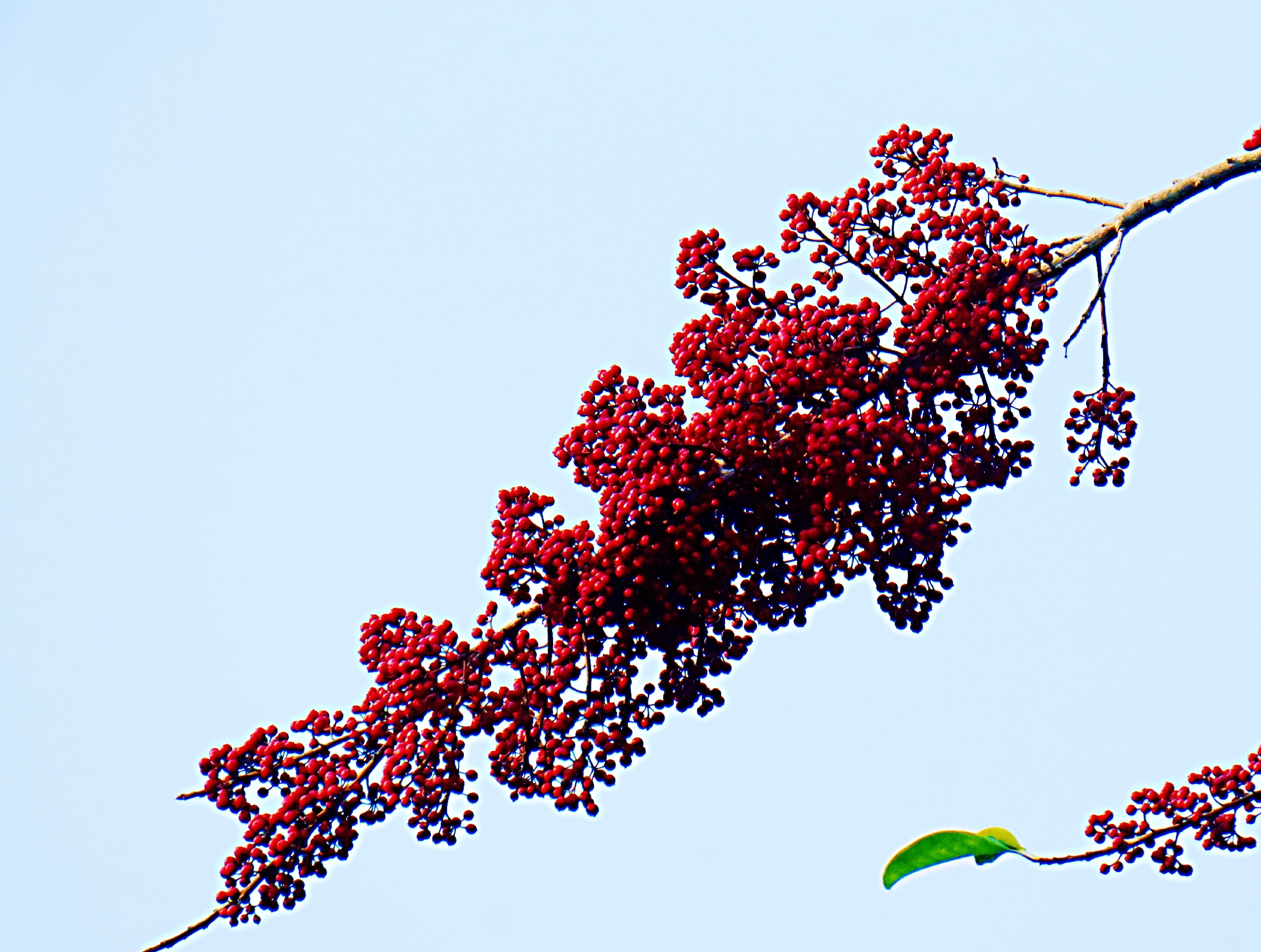 灿灿如火铁冬青首发