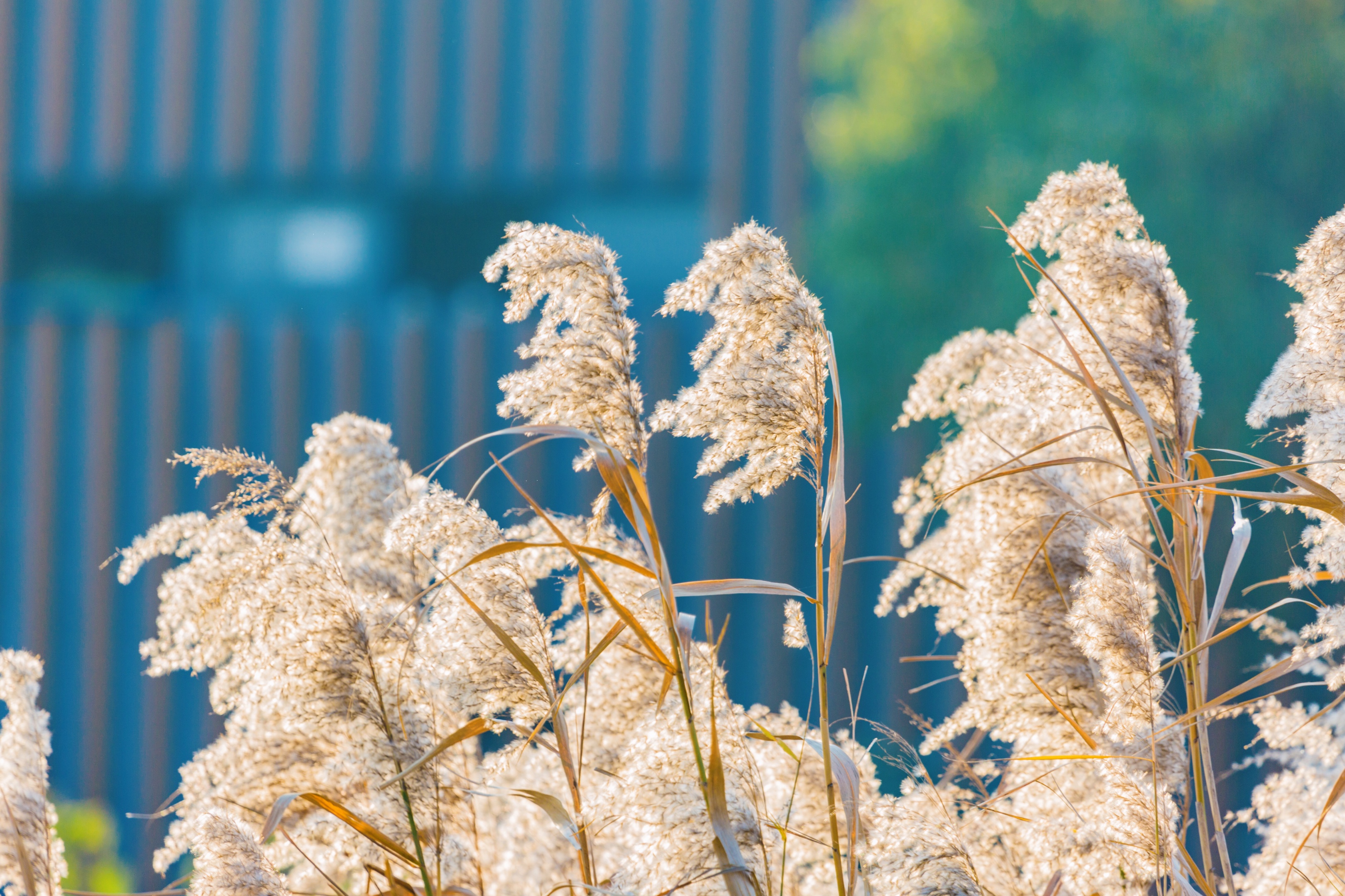 芦花飞舞漫天霜首发