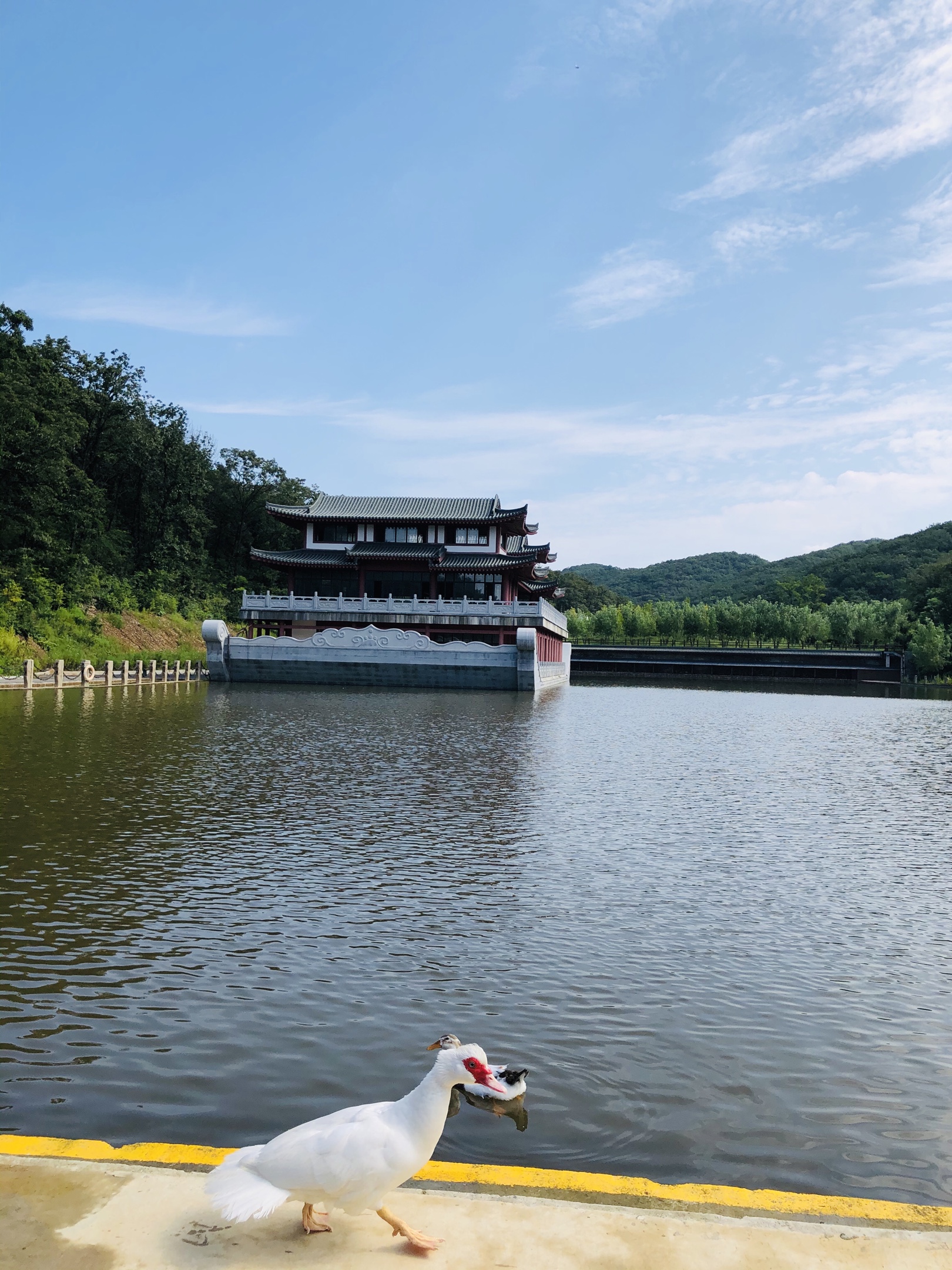 大连横山寺森林公园 环境优美 引来了无数野生动物和鸟类 一群如意