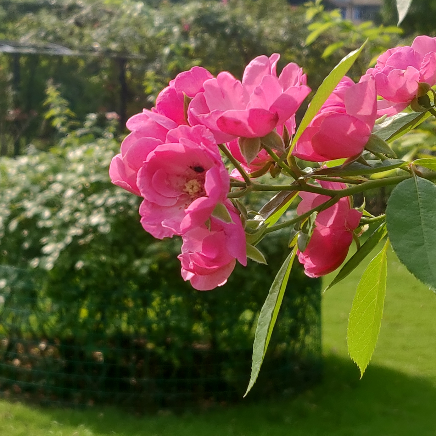 杭州大关公园一瞥