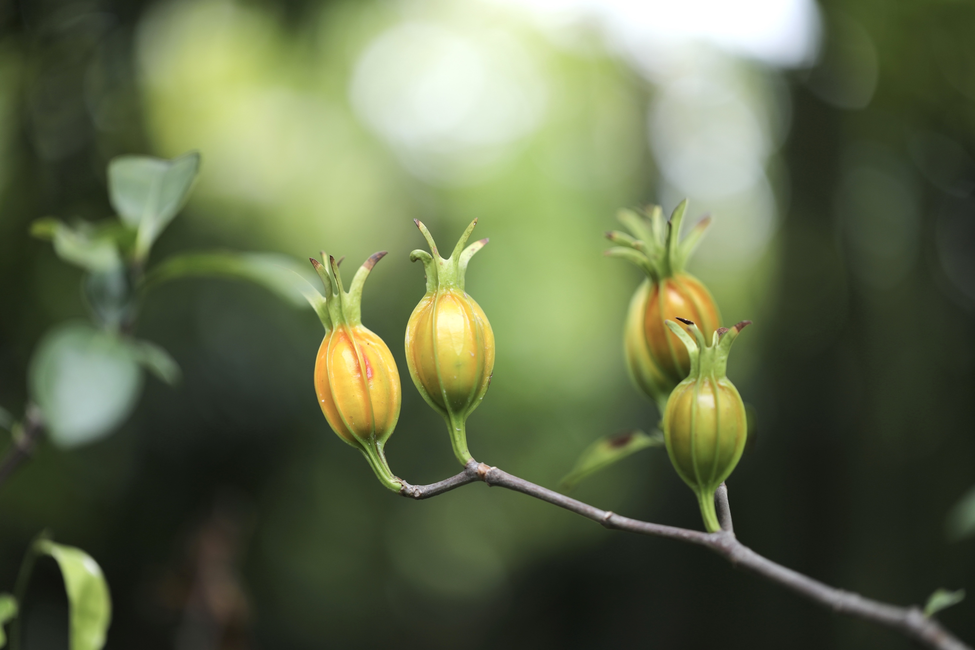 首发栀子果熟了