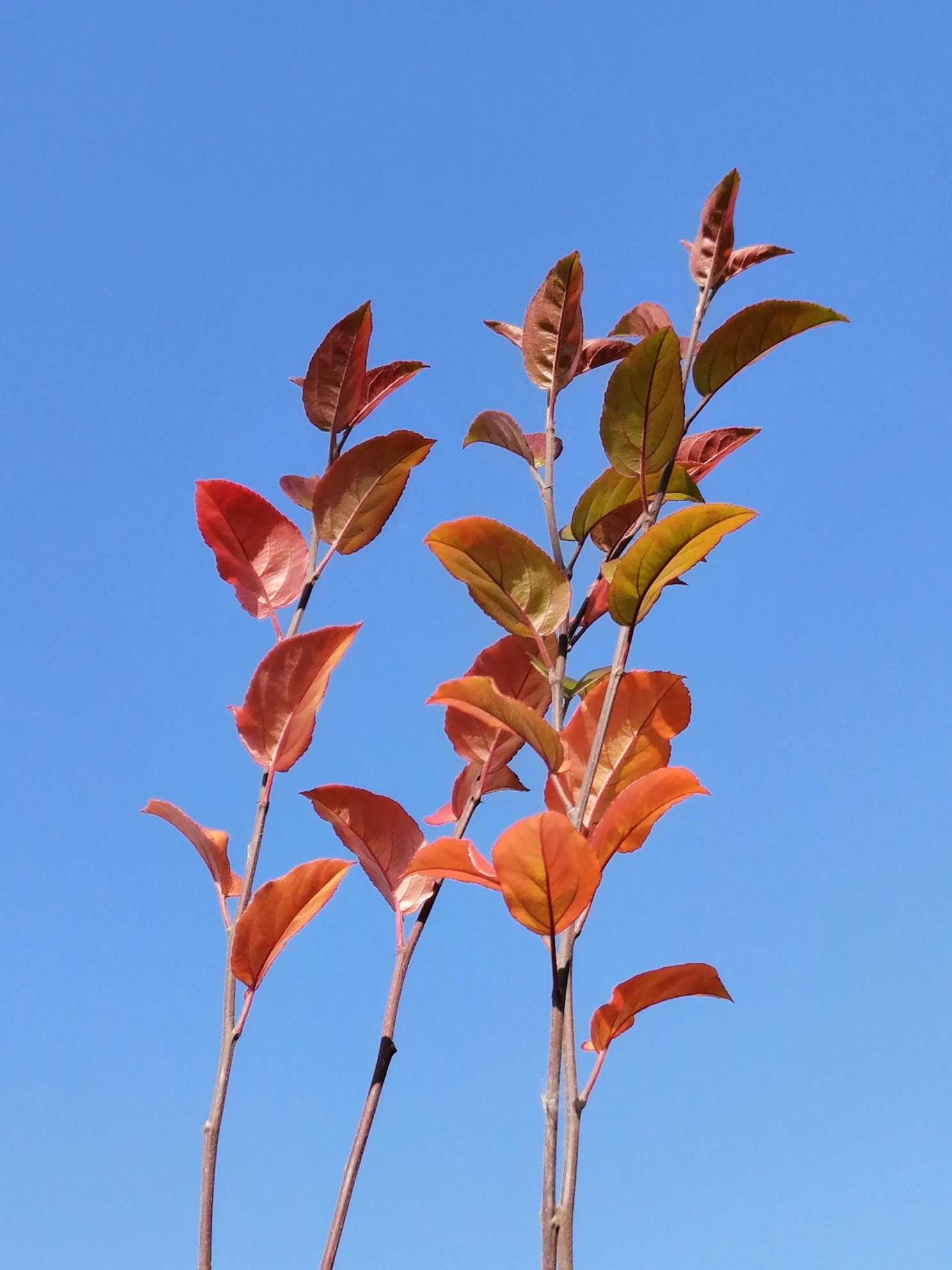 西府海棠冬叶重生