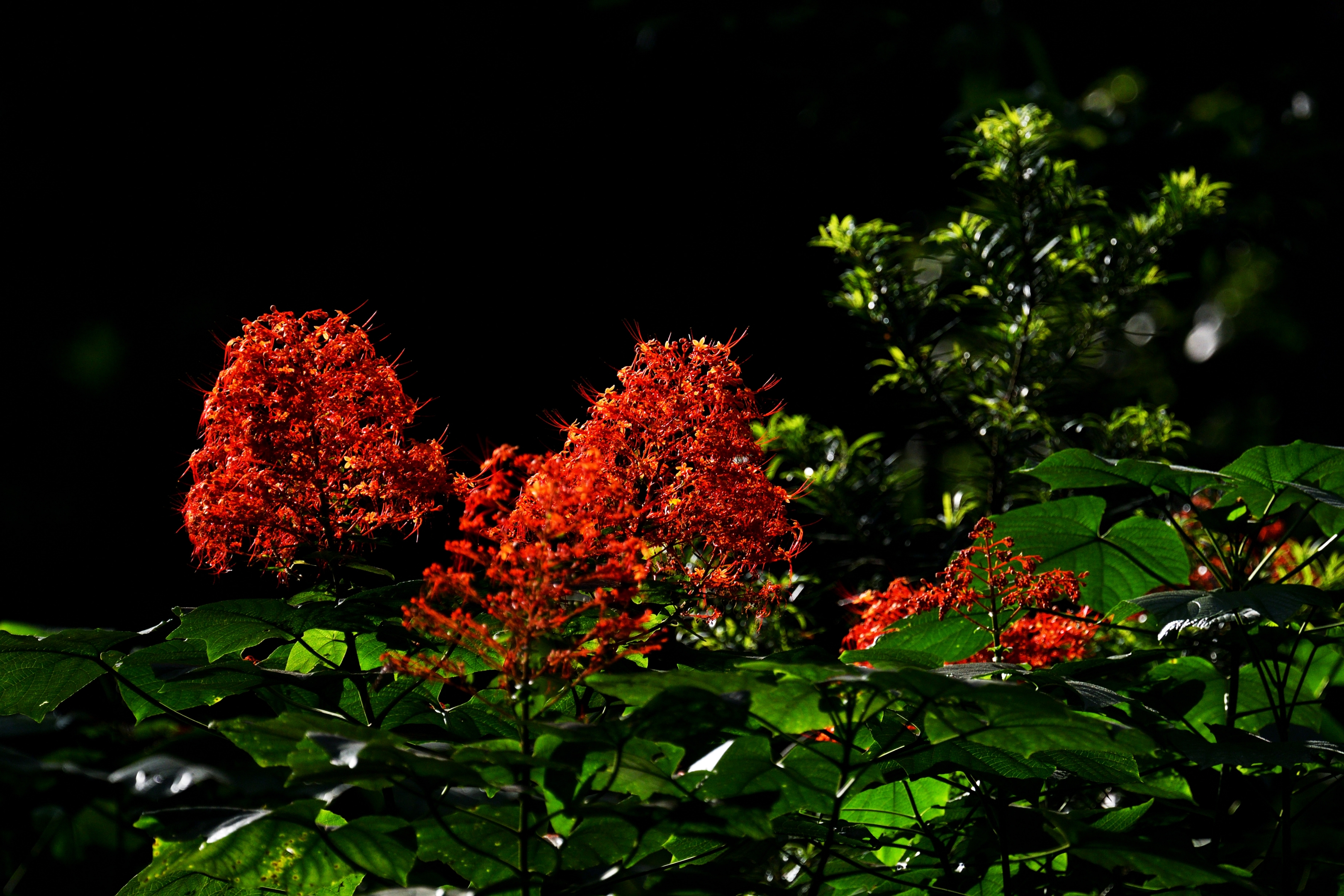 非洲凌霄花之拾趣首发