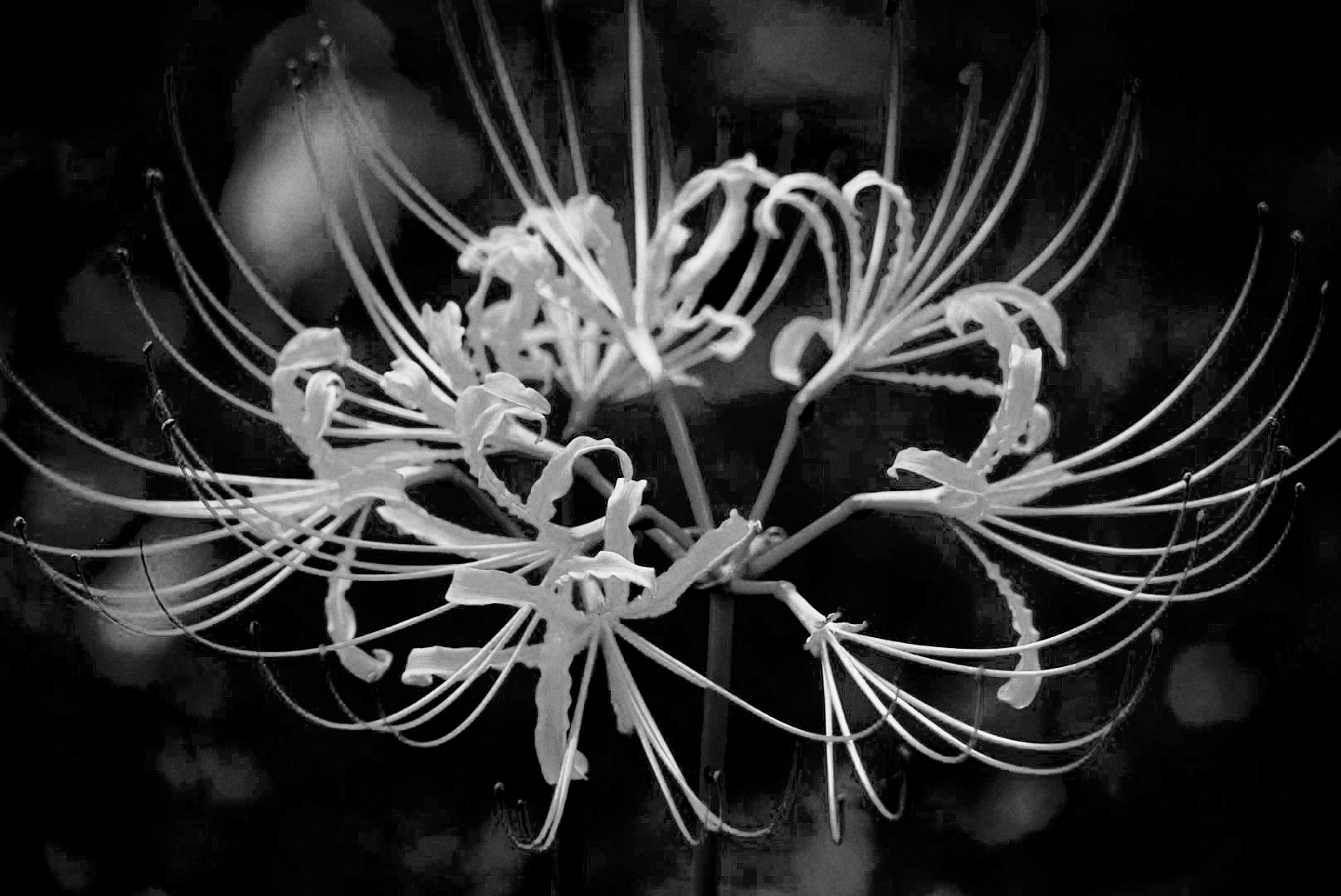 彼岸花: 花开不见叶