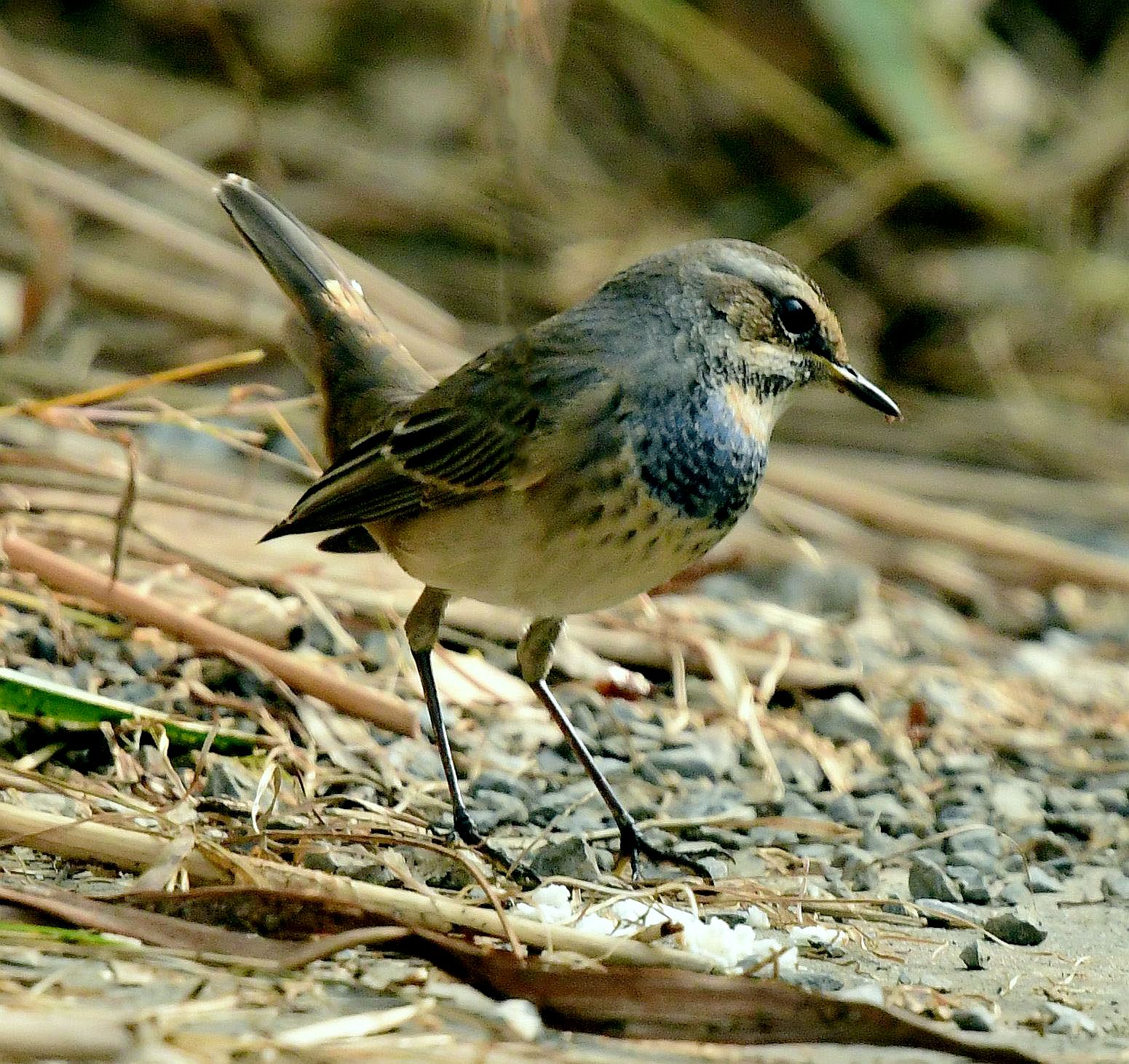 蓝喉歌鸲蓝靛颏首发