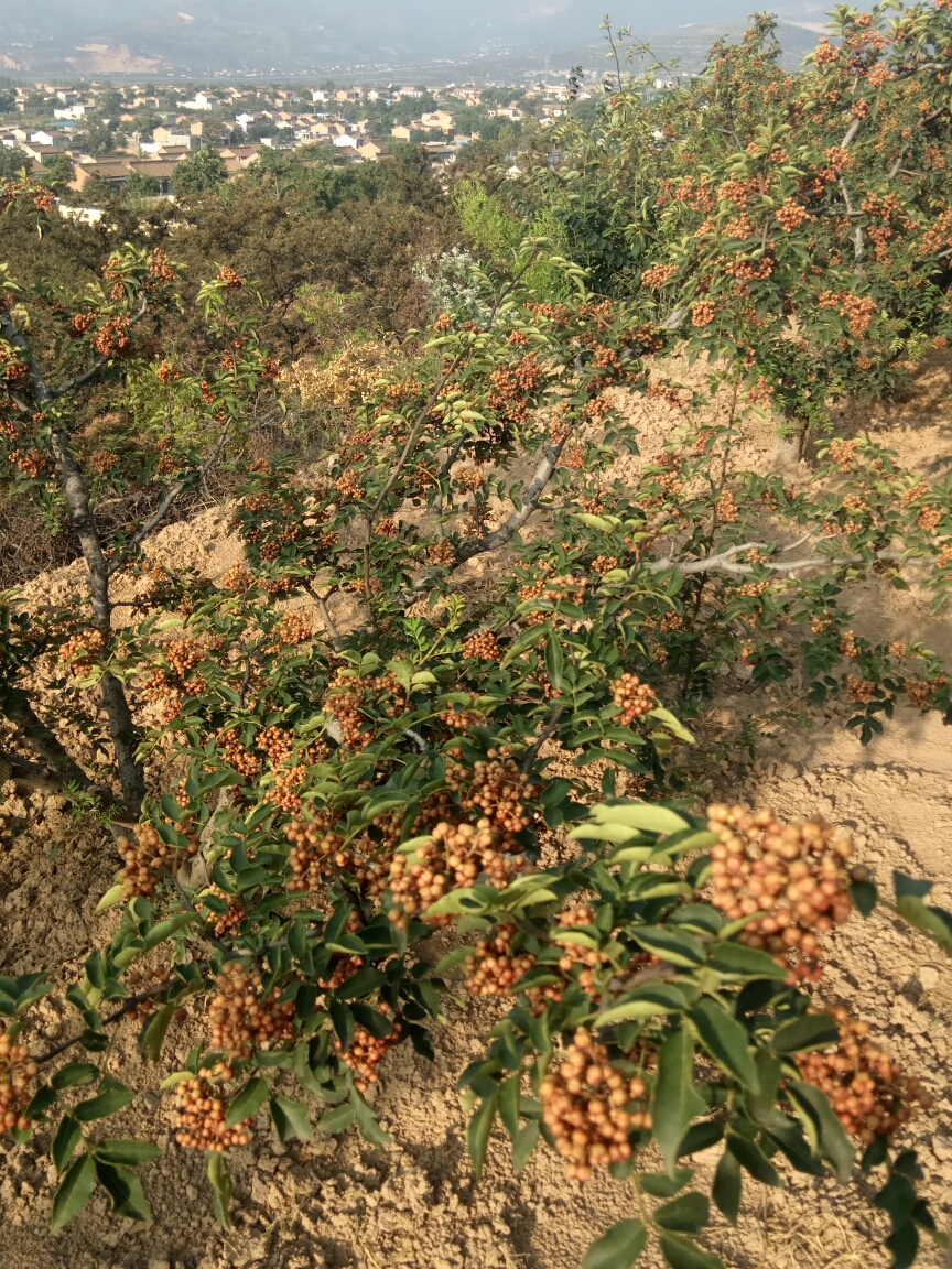 花椒树低产园的改造