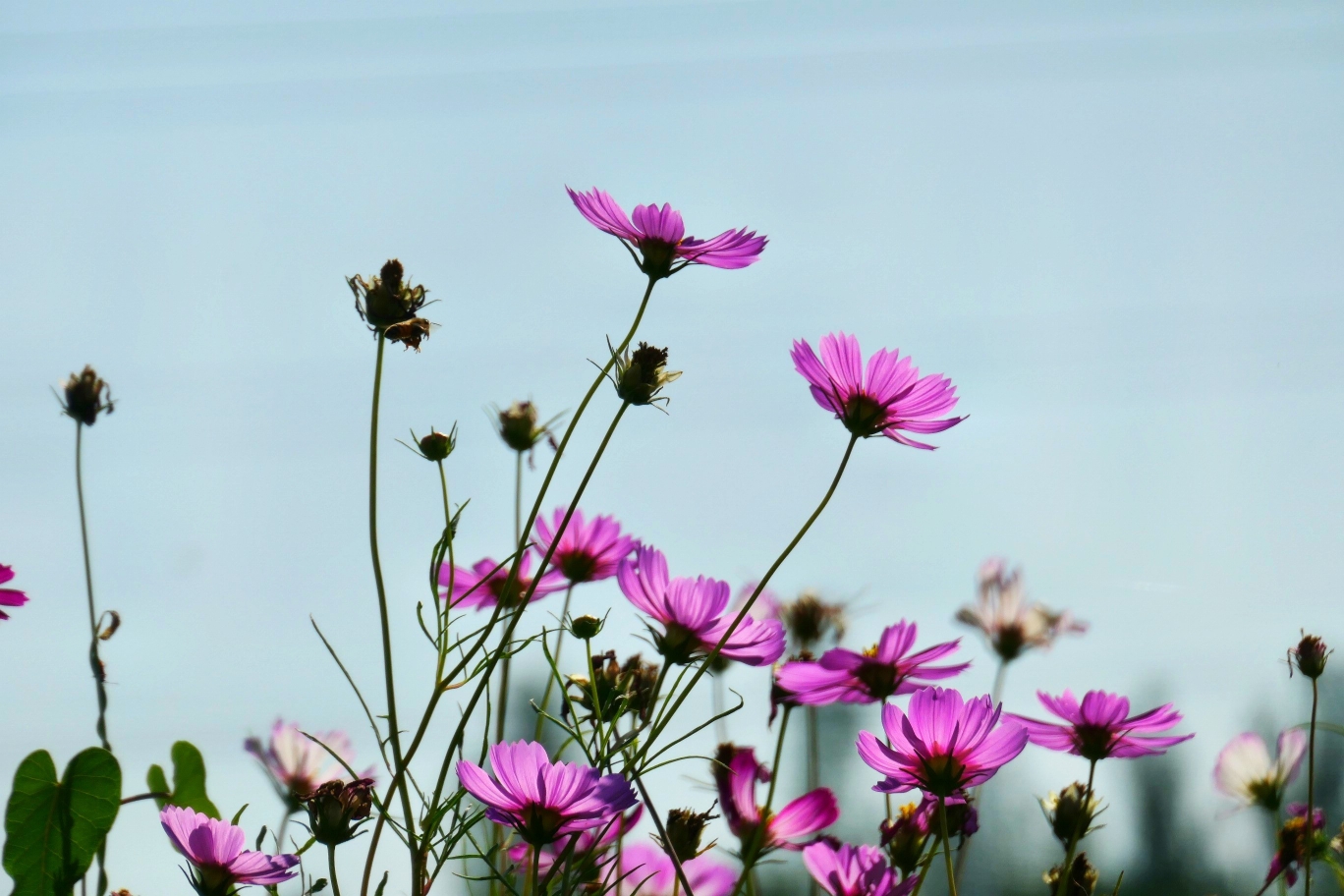 秋英花楚楚动人,可爱的秋天景物.