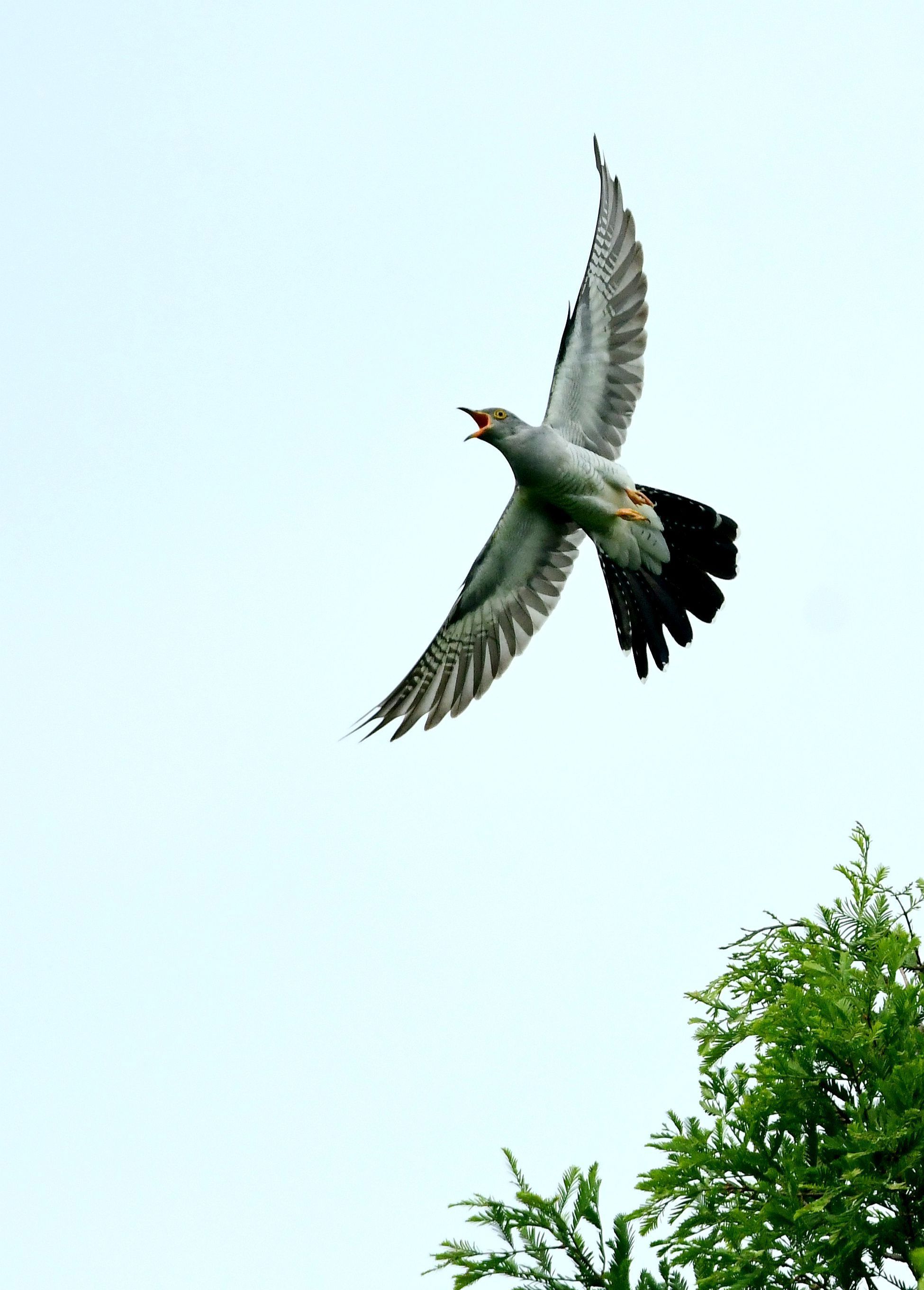 奥森公园拍鸟记录首发